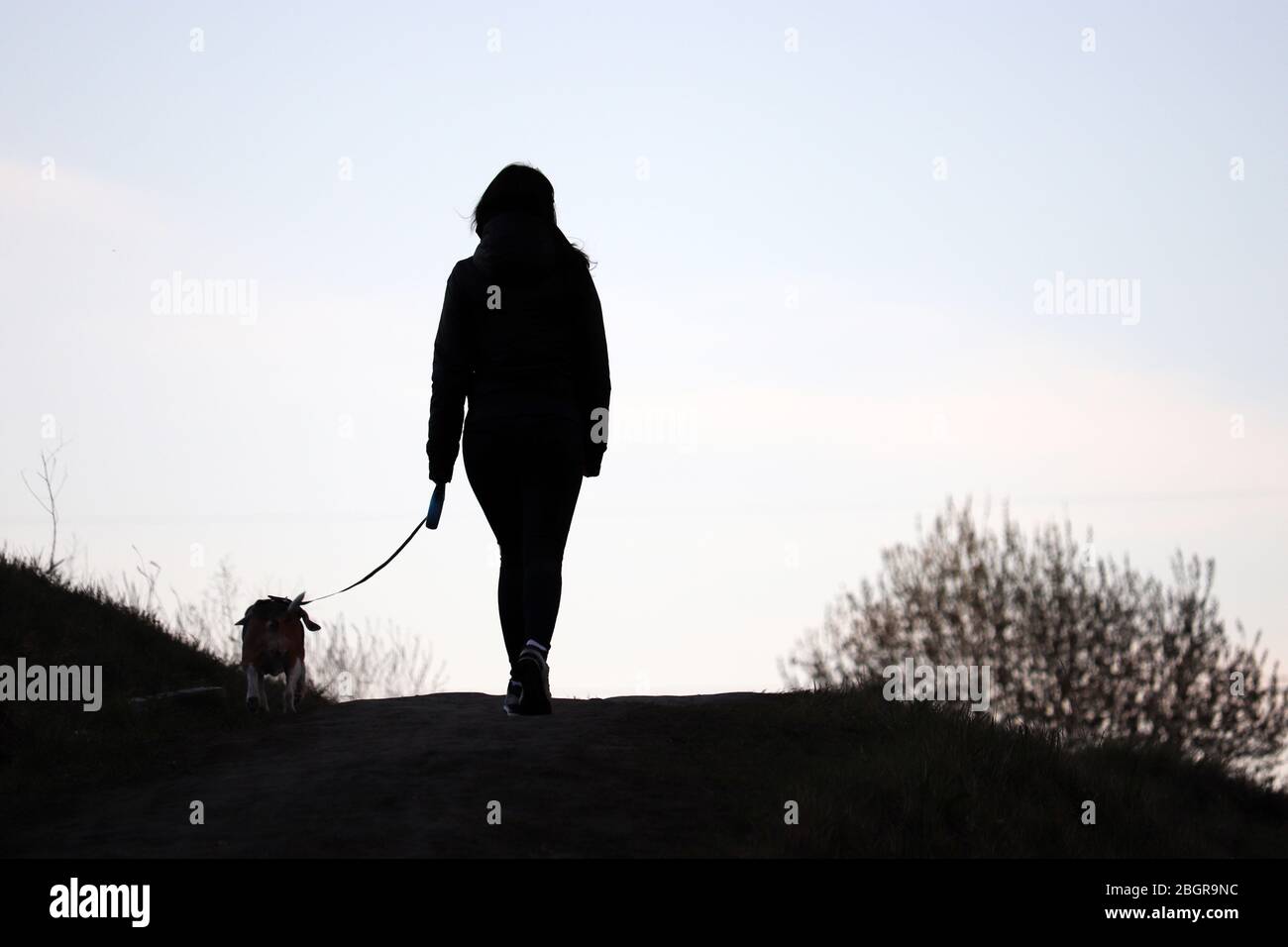 Silhouette d'une fille marchant un chien sur une laisse sur une colline. Soins pour un animal de compagnie pendant la pandémie de coronavirus, temps de printemps Banque D'Images