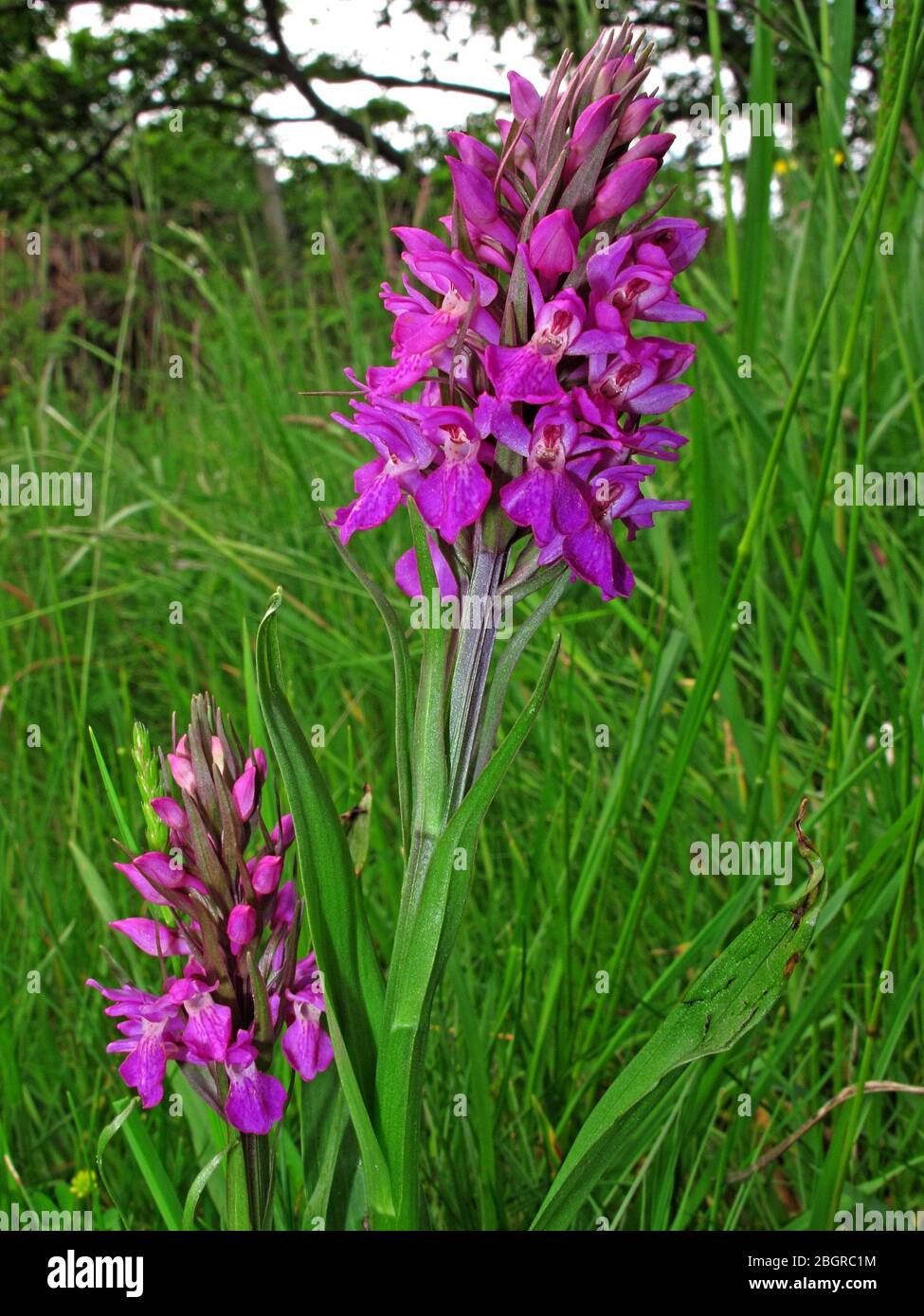 Violet, Marsh Orchid, Grappenhall, Warrington, Cheshire, Angleterre, UK, WA4 Banque D'Images