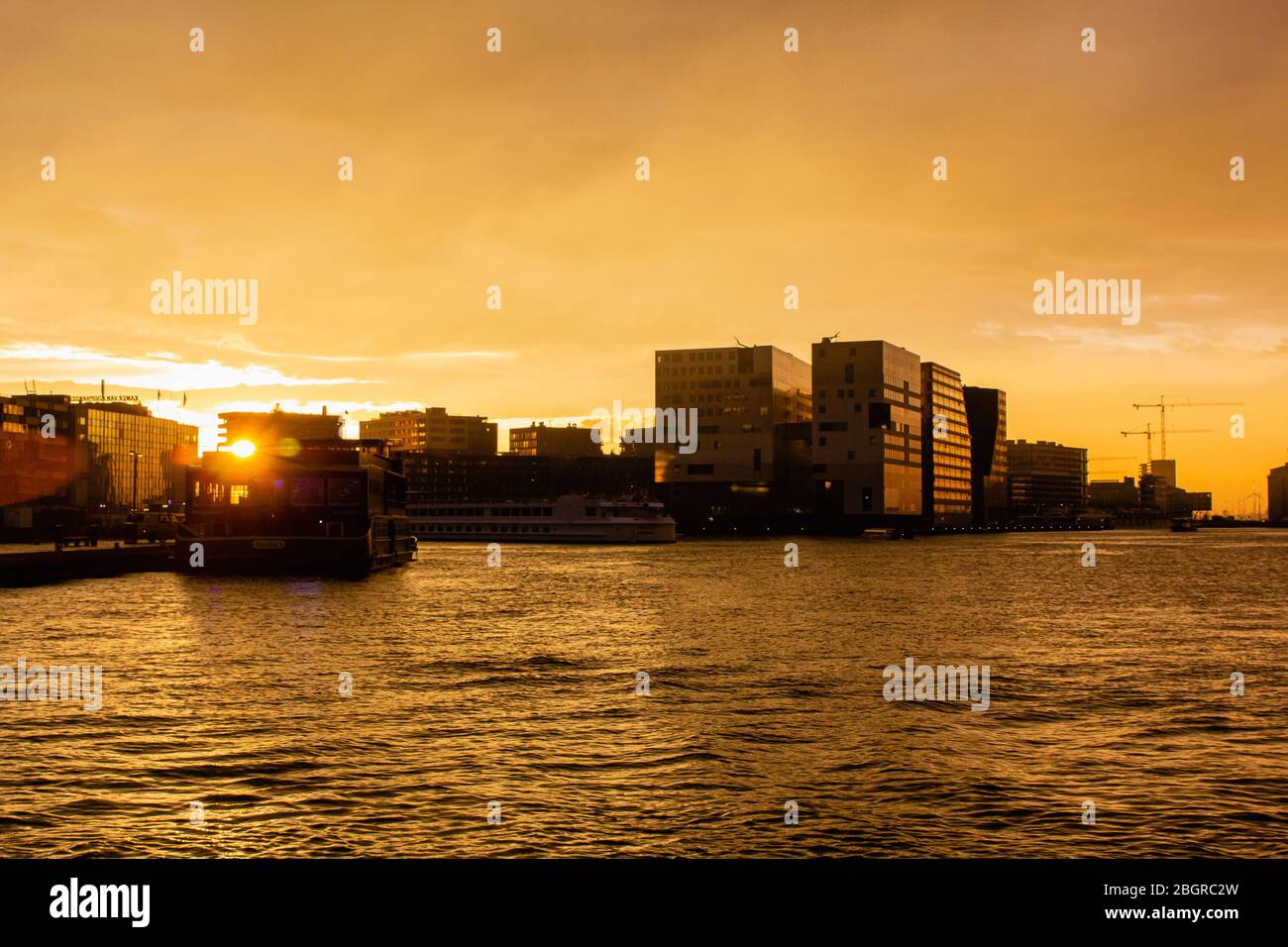Fond de champ de blé doré brillant, ladscape de pain de plantes en croissance Banque D'Images