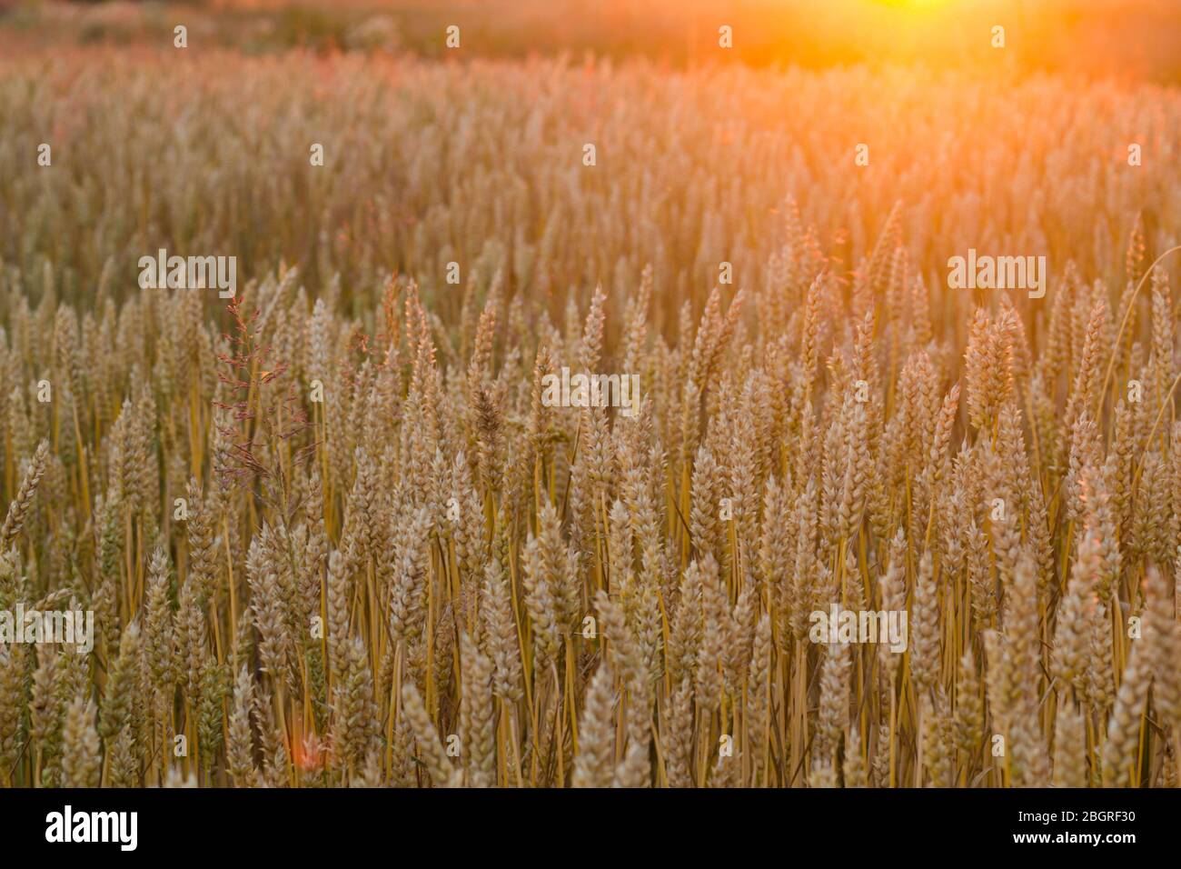 Fond de champ de blé doré brillant, ladscape de pain de plantes en croissance Banque D'Images