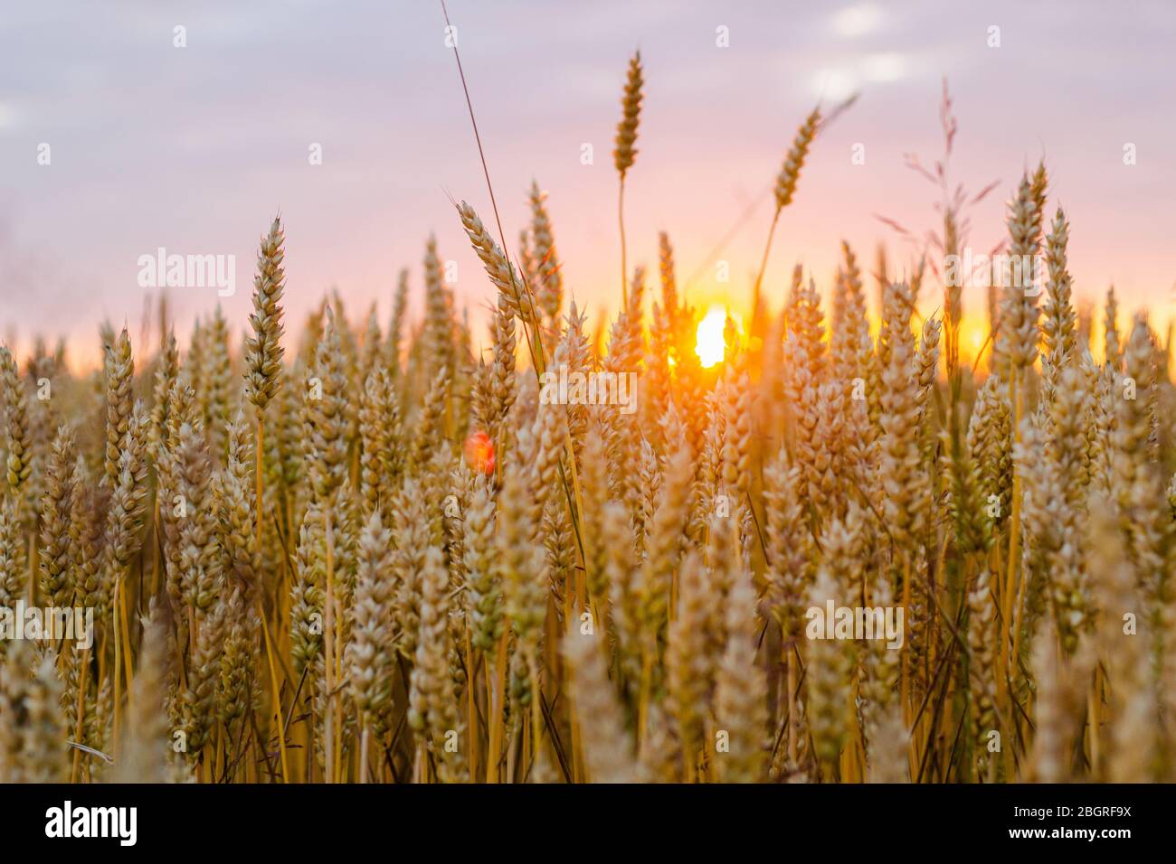 Fond de champ de blé doré brillant, ladscape de pain de plantes en croissance Banque D'Images