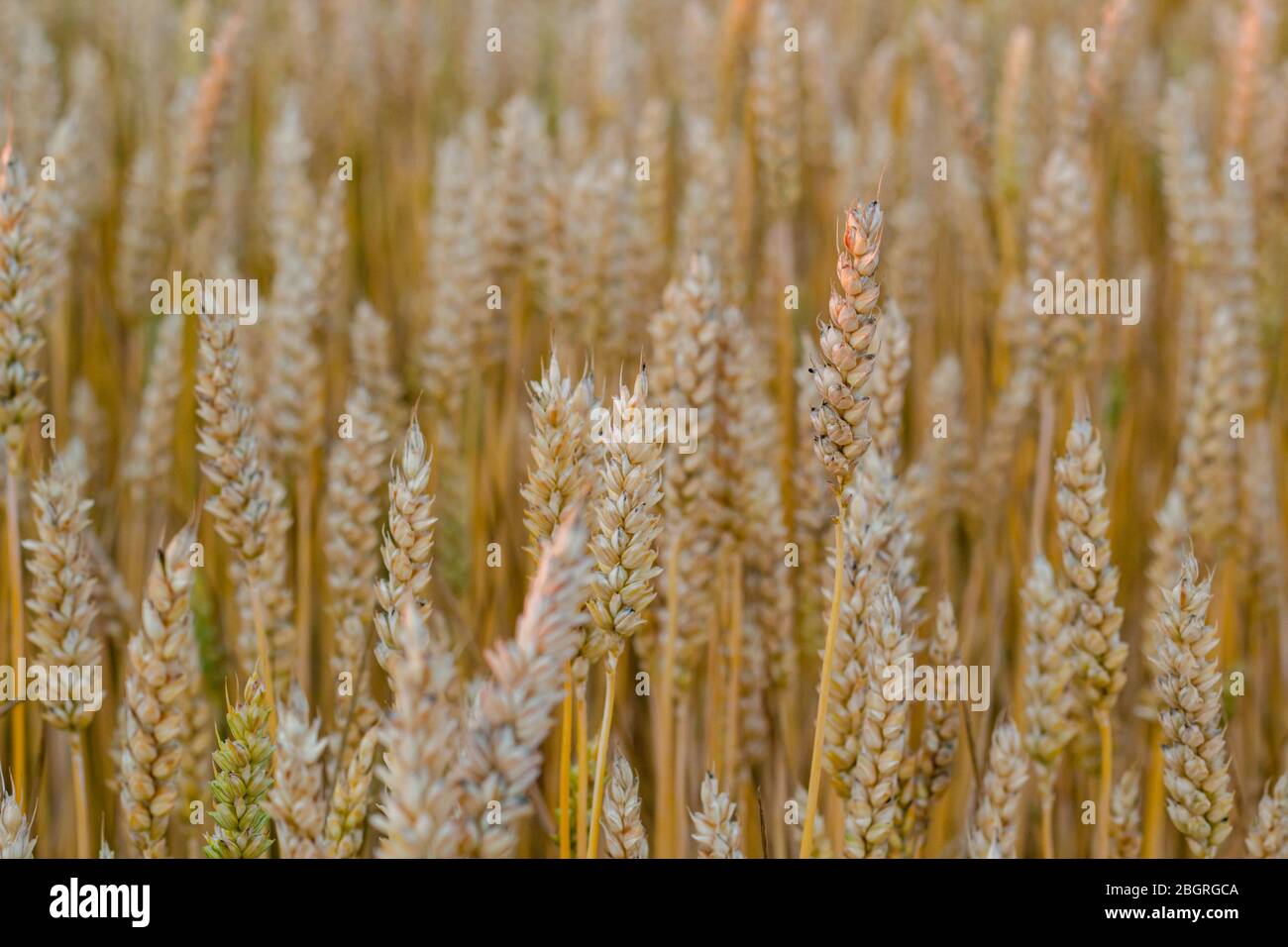 Fond de champ de blé doré brillant, ladscape de pain de plantes en croissance Banque D'Images