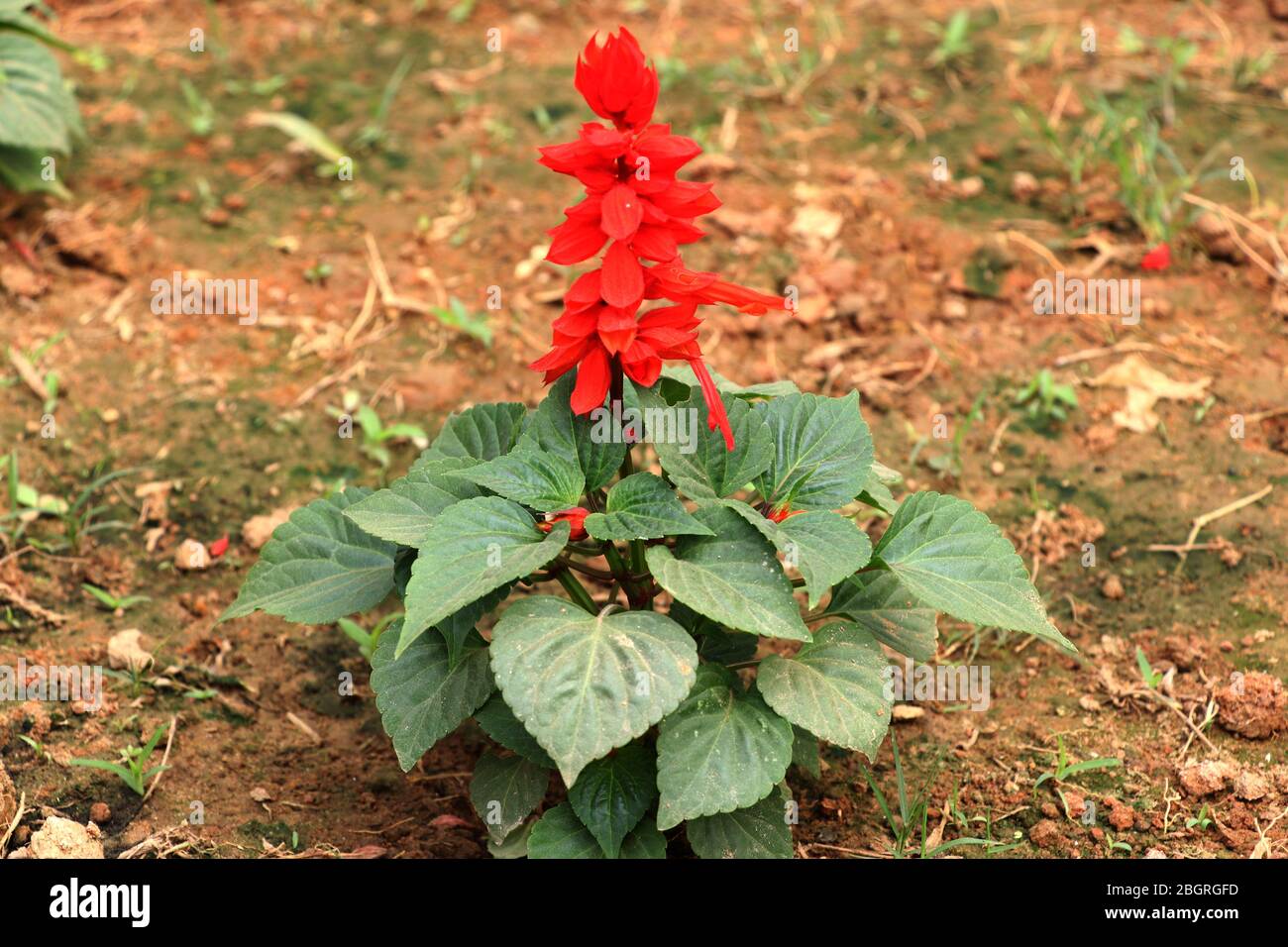 Fleur de couleur rouge dans un très petit arbre avec des feuilles vertes pour rafraîchir votre esprit, fleur rouge de saison du Bangladesh. Banque D'Images