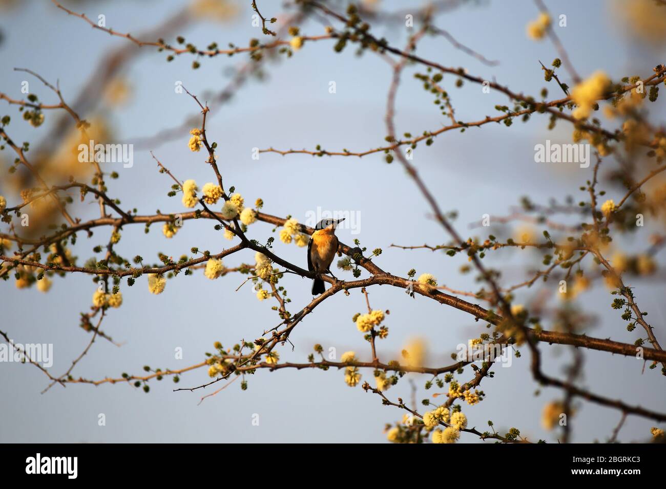 Un oiseau jaune et noir sur une branche d'un arbre aux fleurs jaunes à Epupa Falls, en Namibie. Banque D'Images