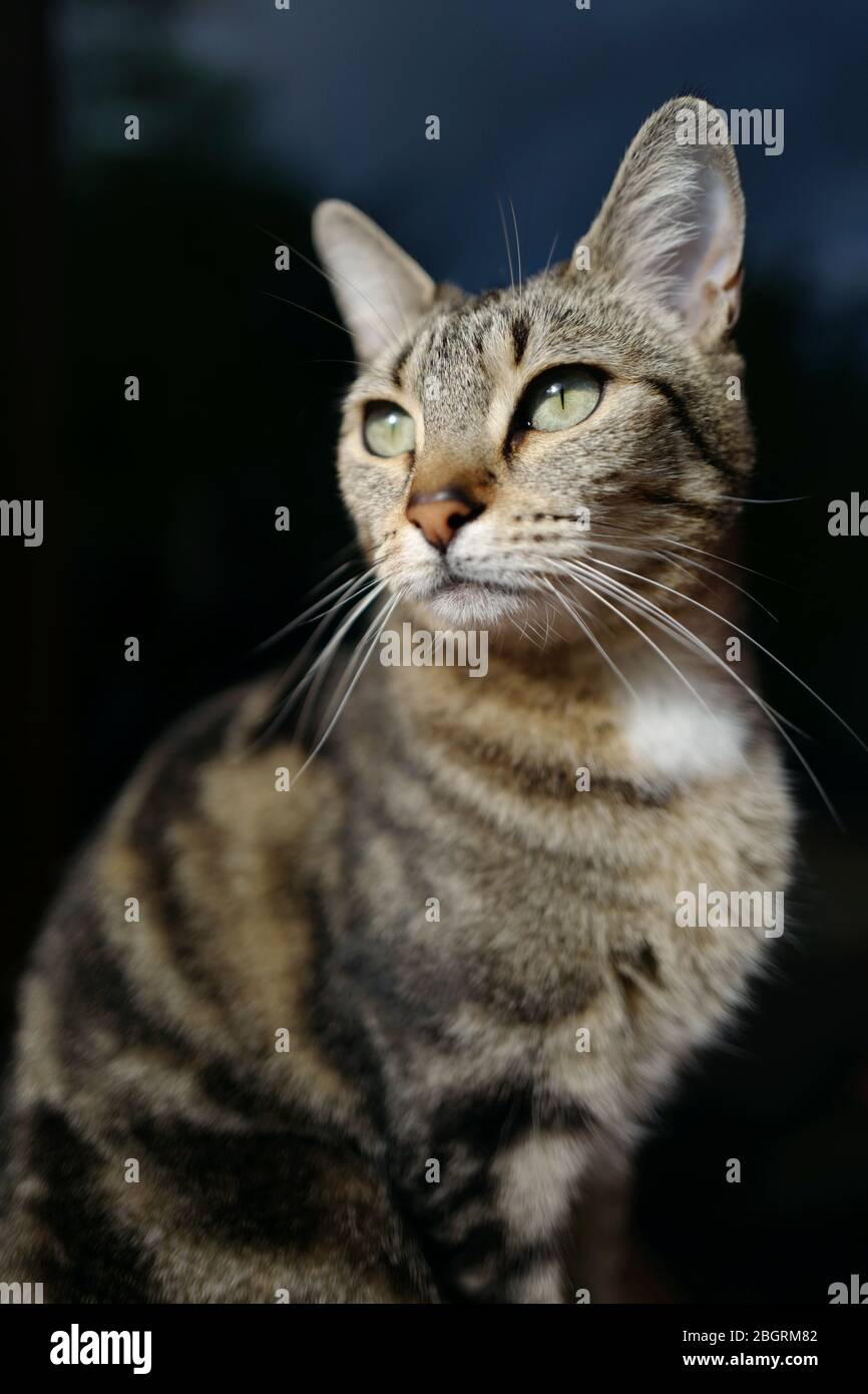 Portrait d'un chat femelle à l'extérieur Banque D'Images