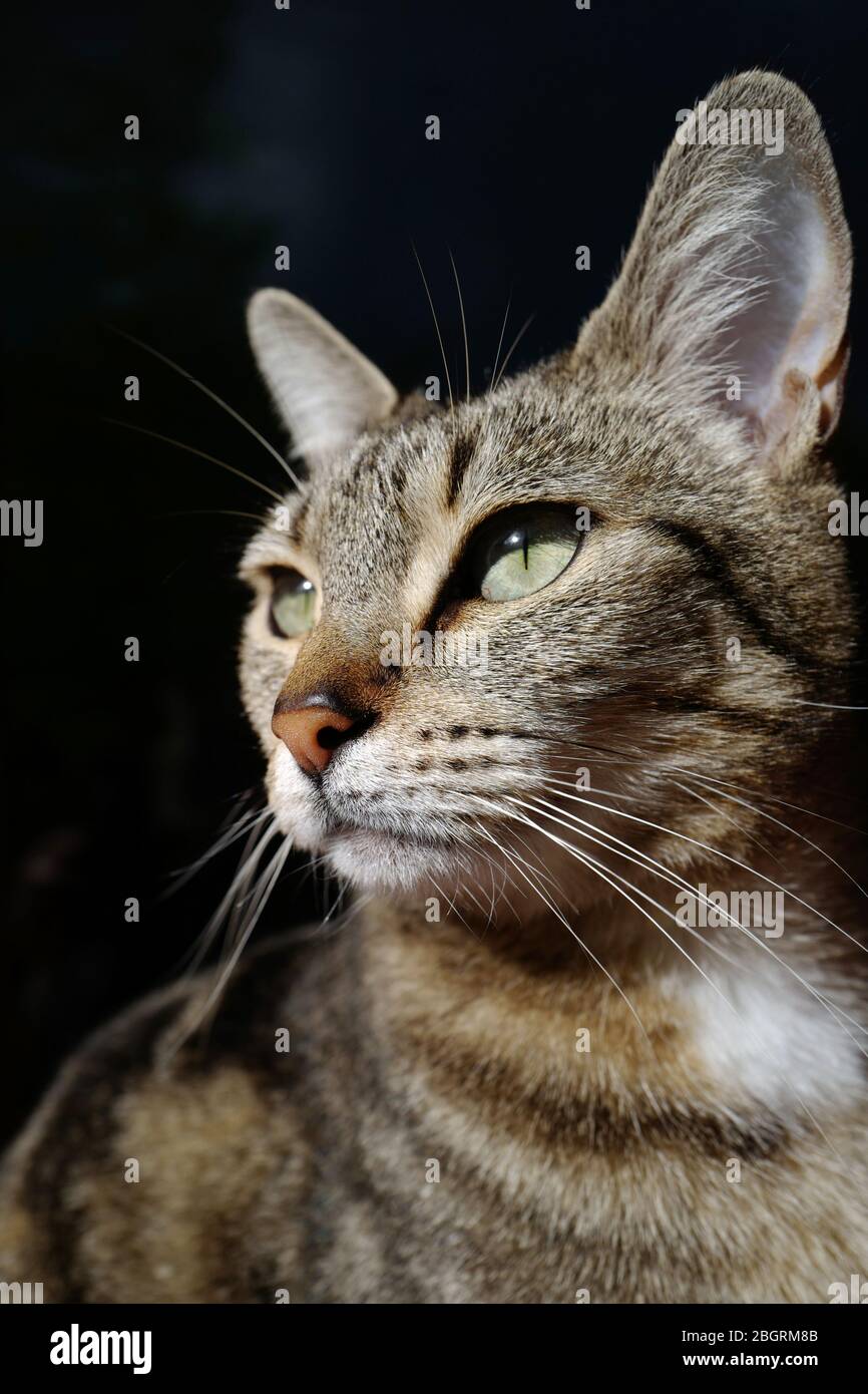 Portrait d'un chat femelle à l'extérieur Banque D'Images
