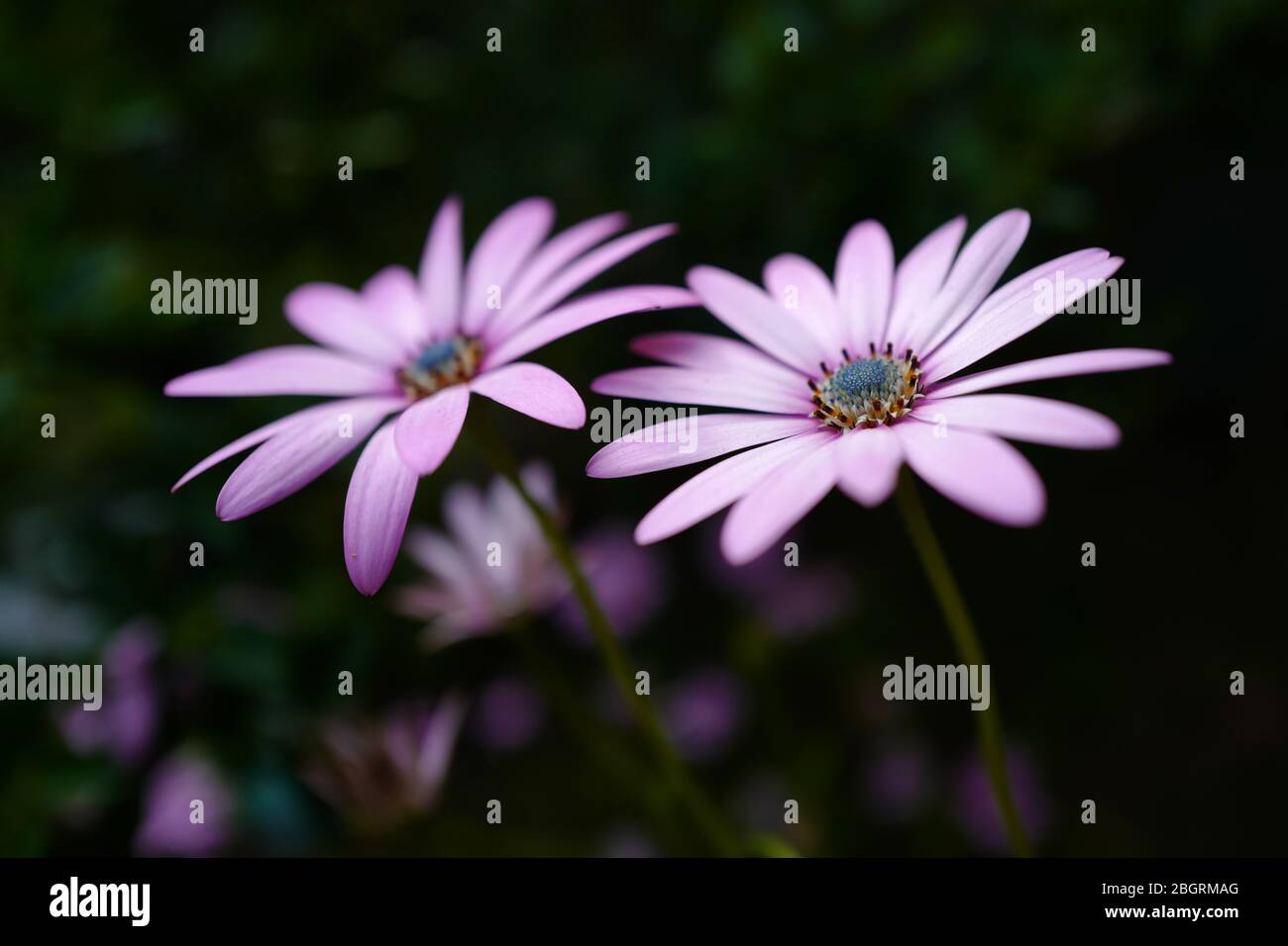 Vue macro de quelques fleurs de Marguerite. Banque D'Images