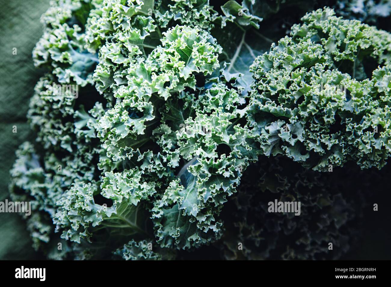Brassica oleracea viridis, gros plan du chou frisé Banque D'Images