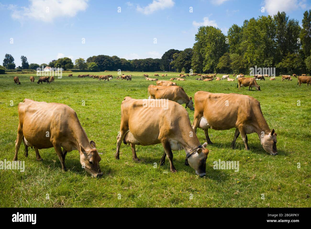 Troupeau laitier traditionnel de couleur marron clair de bétail de Jersey pacage dans les prés, Jersey, Channel Isles Banque D'Images