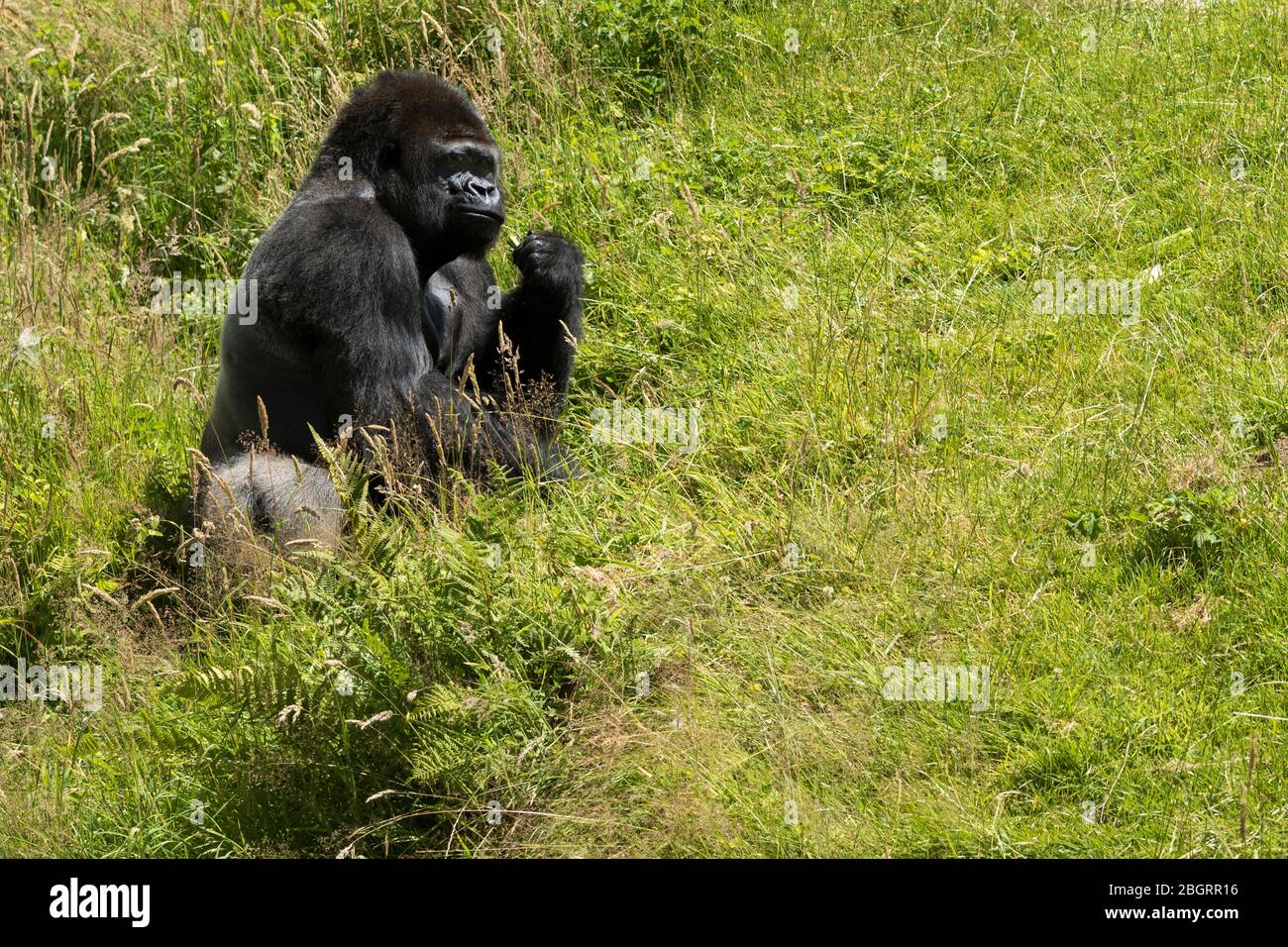 Gorilla des basses terres mâles de l'Ouest, Gorilla gorilla, se nourrissant au zoo de Jersey - Durrell Wildlife conservation Trust, Channel Isles Banque D'Images