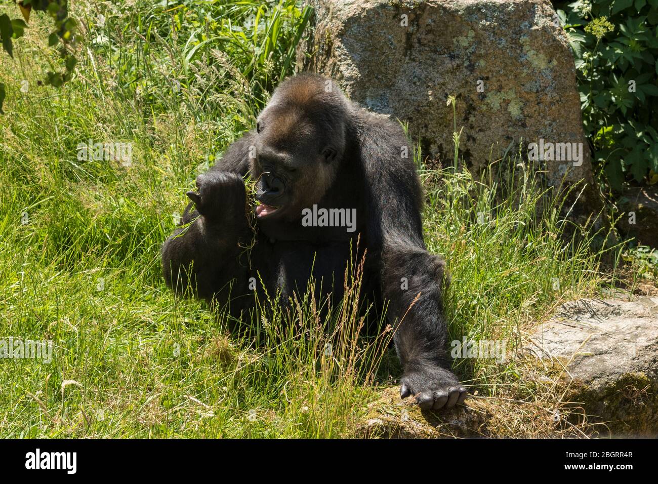 Gorilla des basses terres mâles de l'Ouest, Gorilla gorilla, se nourrissant au zoo de Jersey - Durrell Wildlife conservation Trust, Channel Isles Banque D'Images