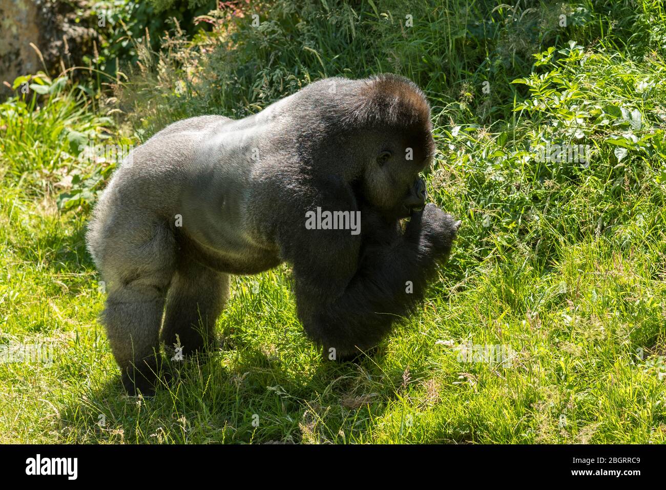 Gorilla des basses terres mâles de l'Ouest, Gorilla gorilla, se nourrissant au zoo de Jersey - Durrell Wildlife conservation Trust, Channel Isles Banque D'Images