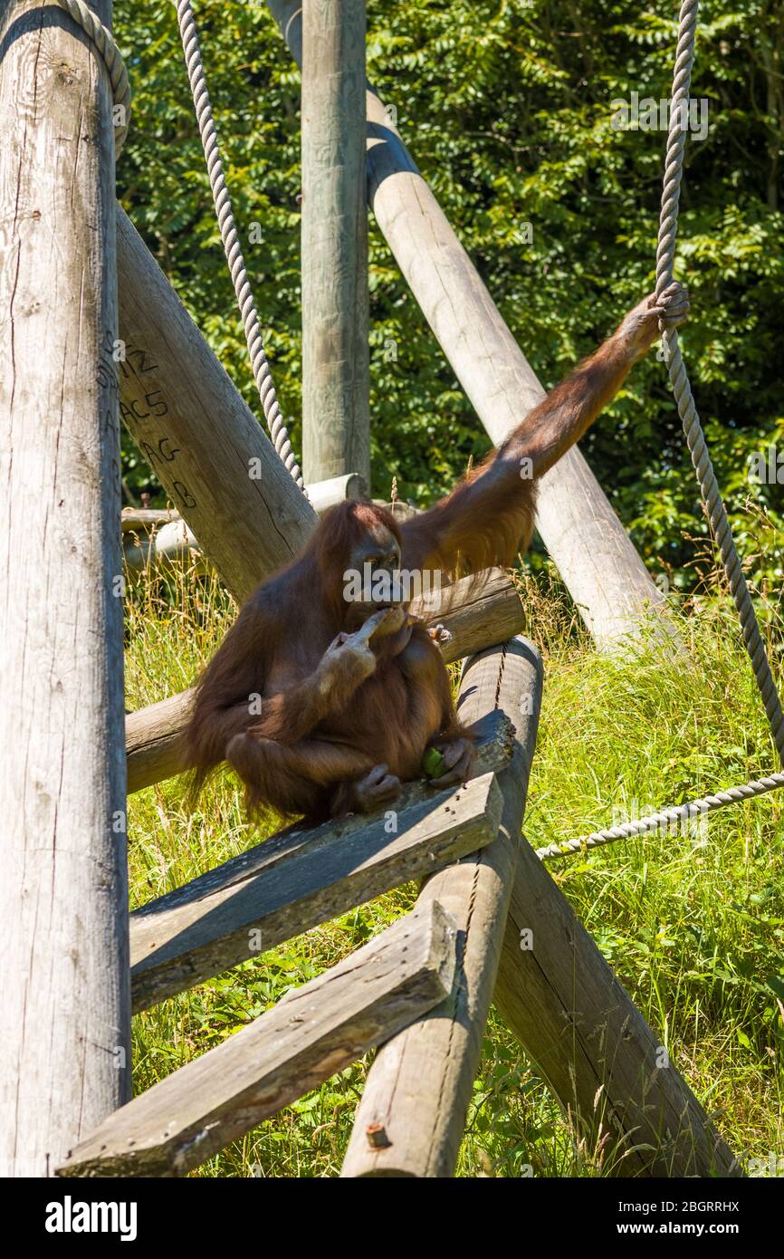 Sumatran Orangutan, Pongo abelii, au zoo de Jersey - Durrell Wildlife conservation Trust, Channel Isles Banque D'Images