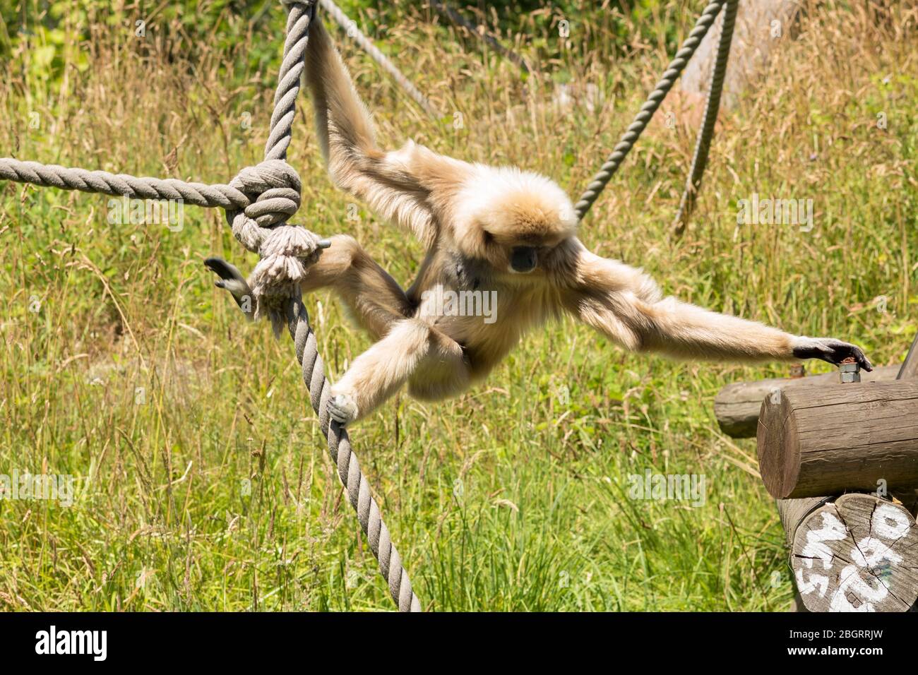 Femme à main blanche Gibbon, Hylobates lar, appelée Hazel escalade sur corde au zoo de Jersey - Durrell Wildlife conservation Trust, Channel Isles Banque D'Images