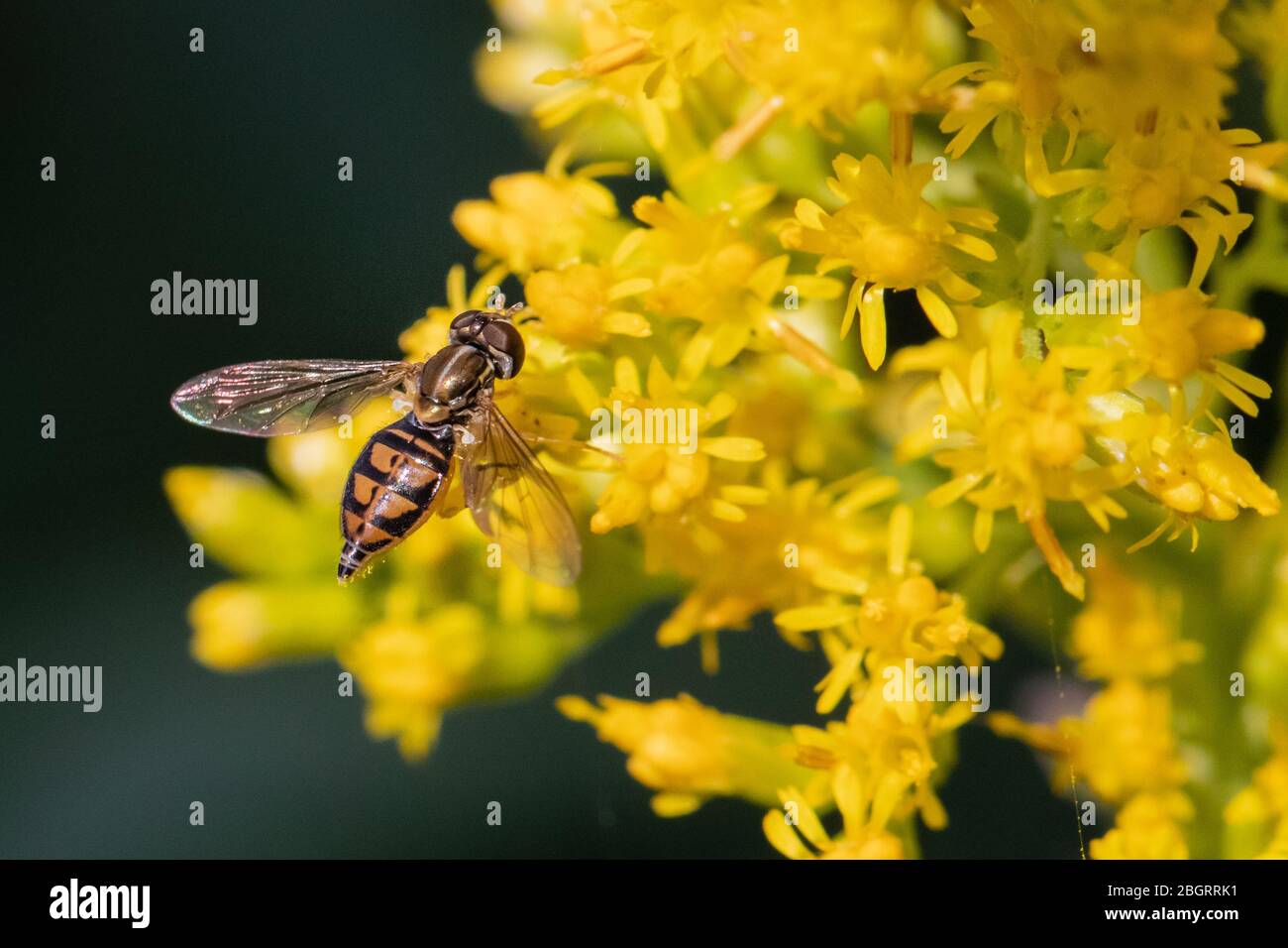 Une abeille de couleur cuivre se nourrit de petites fleurs jaunes dans un pré d'été Banque D'Images
