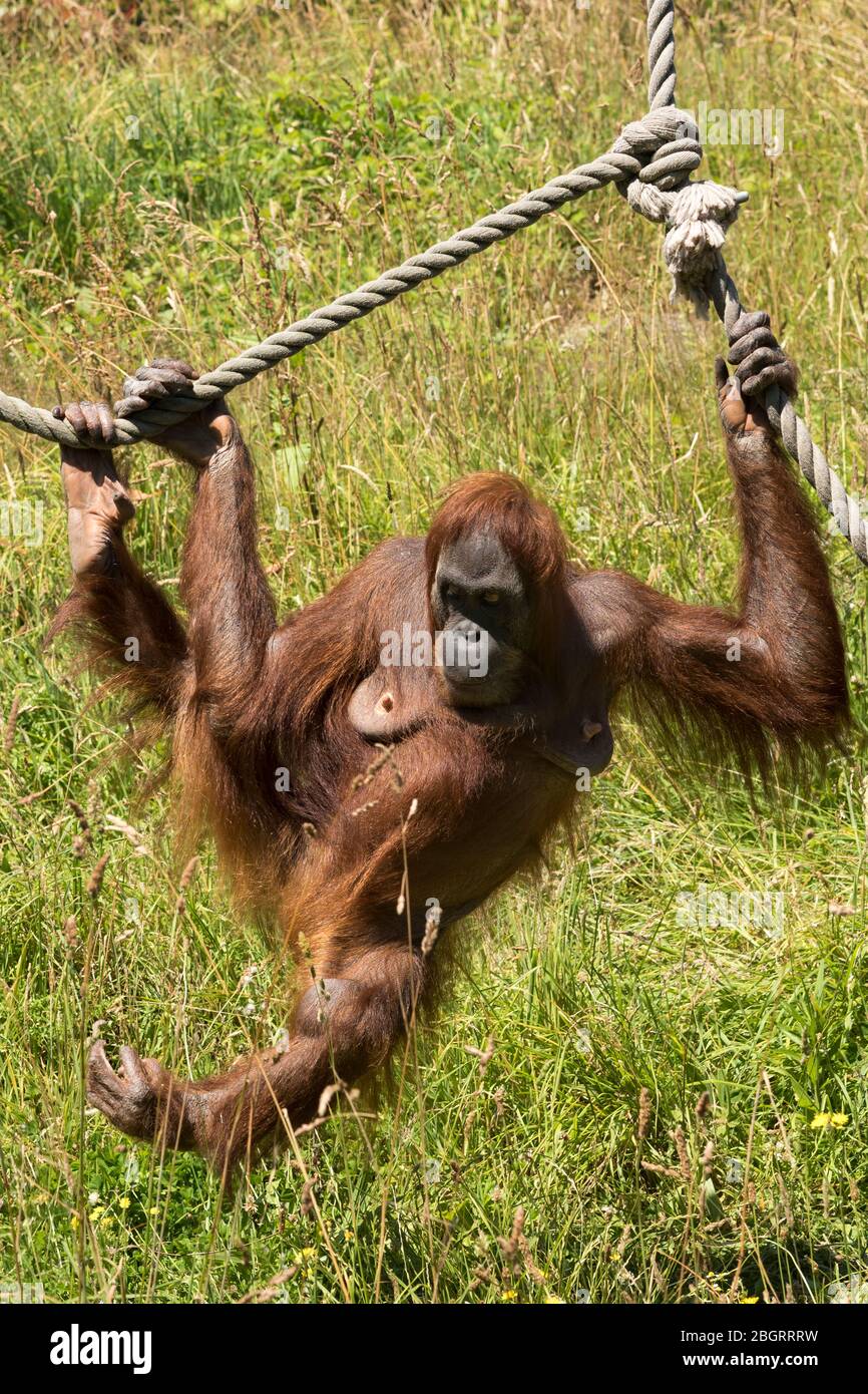 Femme Sumatran Orangutan, Pongo abelii, au zoo de Jersey - Durrell Wildlife conservation Trust, Channel Isles Banque D'Images