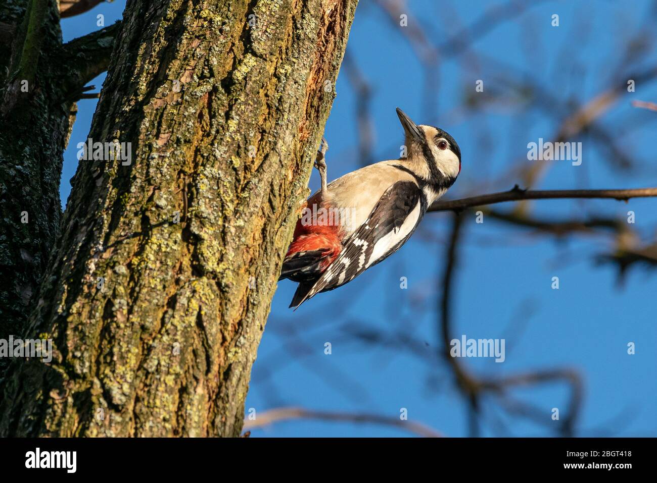 Grand pic à pois (Dendrocopos Major) dans son habitat naturel Banque D'Images