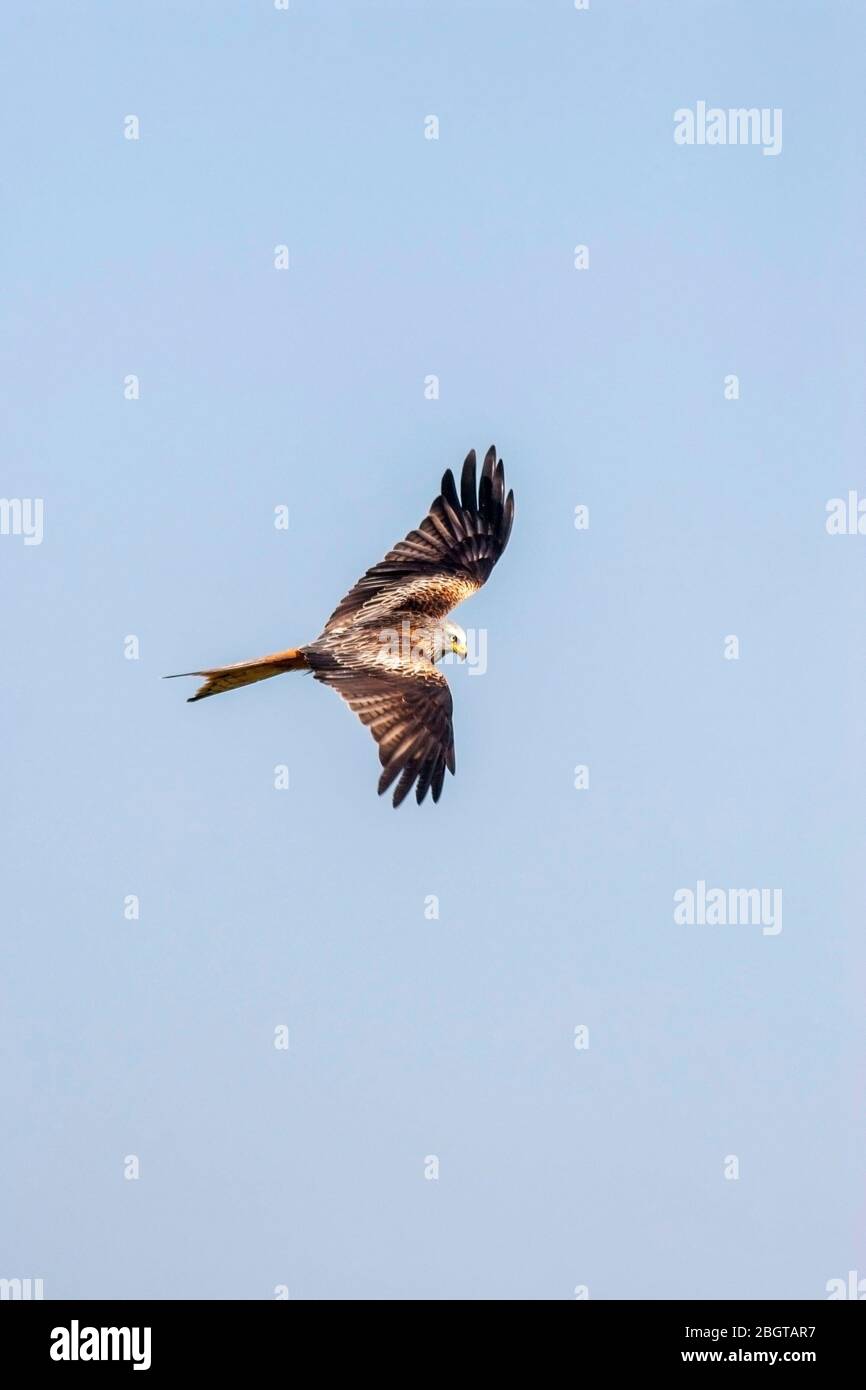 Cerf-volant, Milvus milvus, en vol, contre un ciel bleu clair. Pays de Galles, Royaume-Uni Banque D'Images