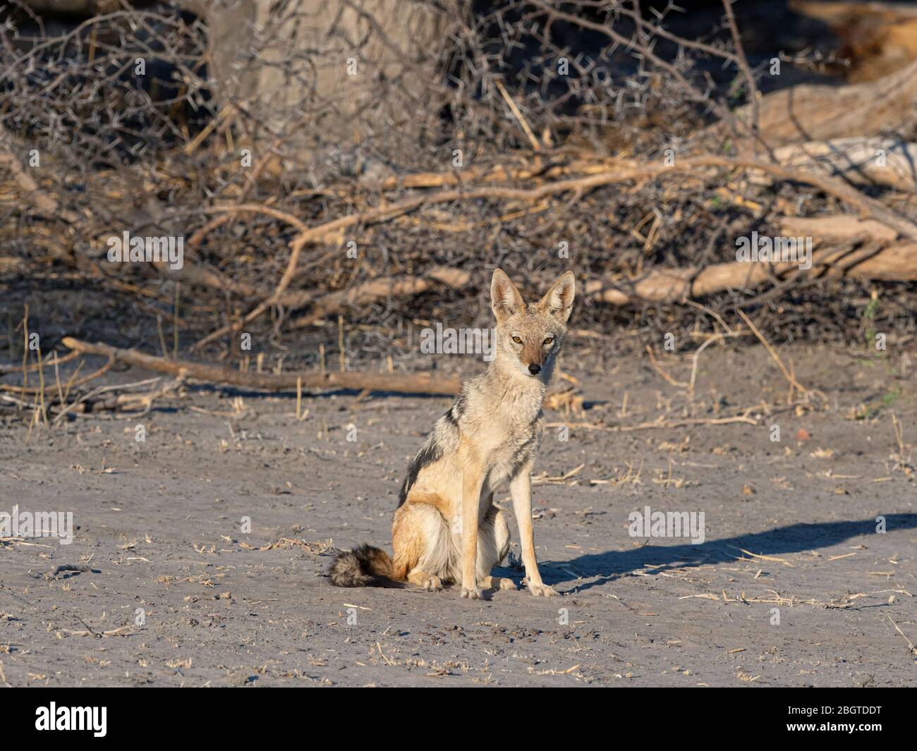 Un chacal adulte soutenu par des noirs, Canis mesomelas, dans le Delta d'Okavango, au Botswana, en Afrique du Sud. Banque D'Images