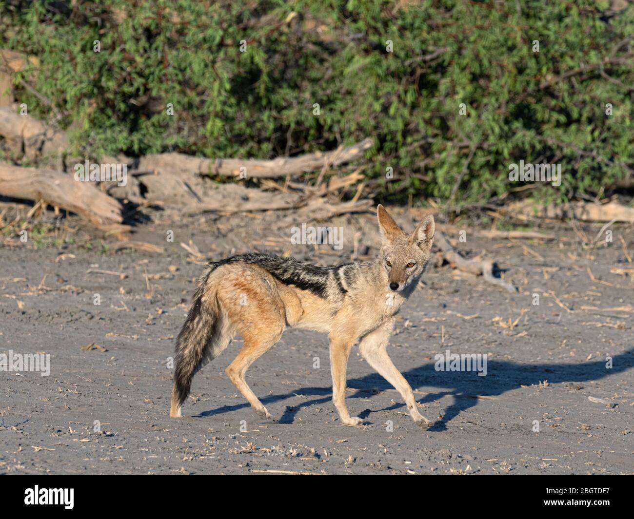 Un chacal adulte soutenu par des noirs, Canis mesomelas, dans le Delta d'Okavango, au Botswana, en Afrique du Sud. Banque D'Images