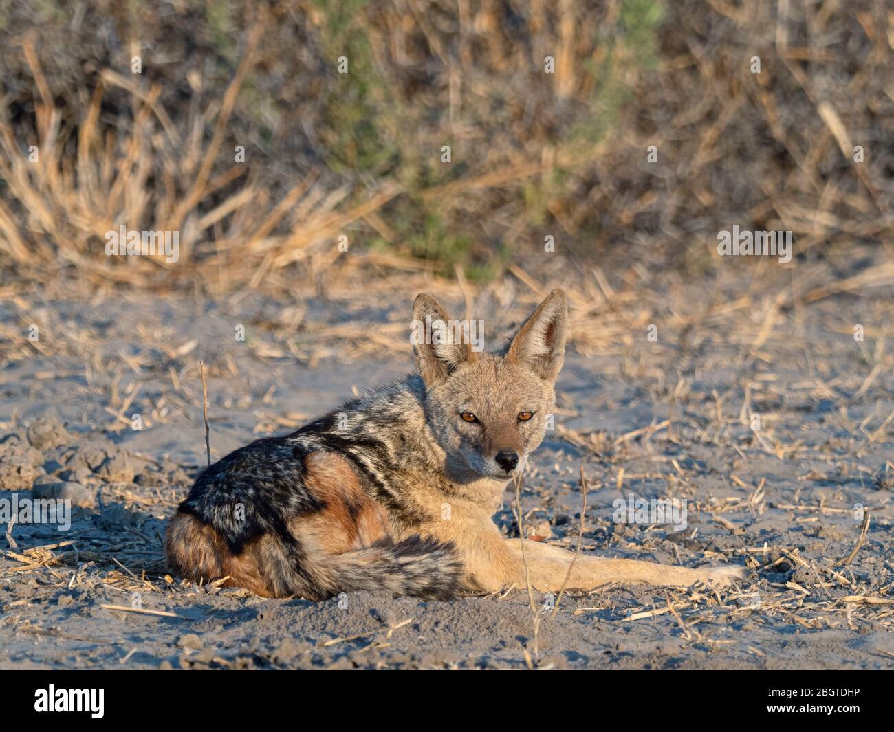 Un chacal adulte soutenu par des noirs, Canis mesomelas, dans le Delta d'Okavango, au Botswana, en Afrique du Sud. Banque D'Images