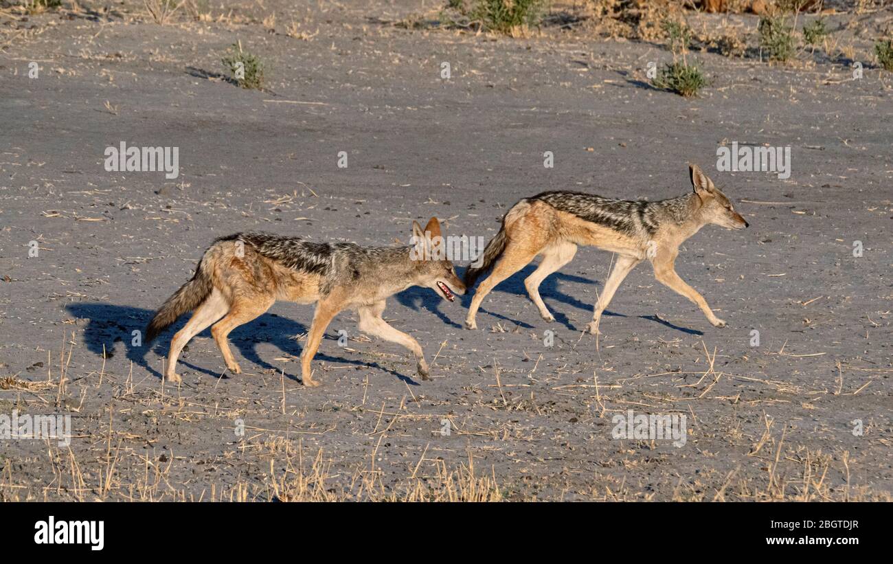 Chacals adultes à dos noir, Canis mesomelas, dans le delta de l'Okavango, au Botswana, en Afrique du Sud. Banque D'Images