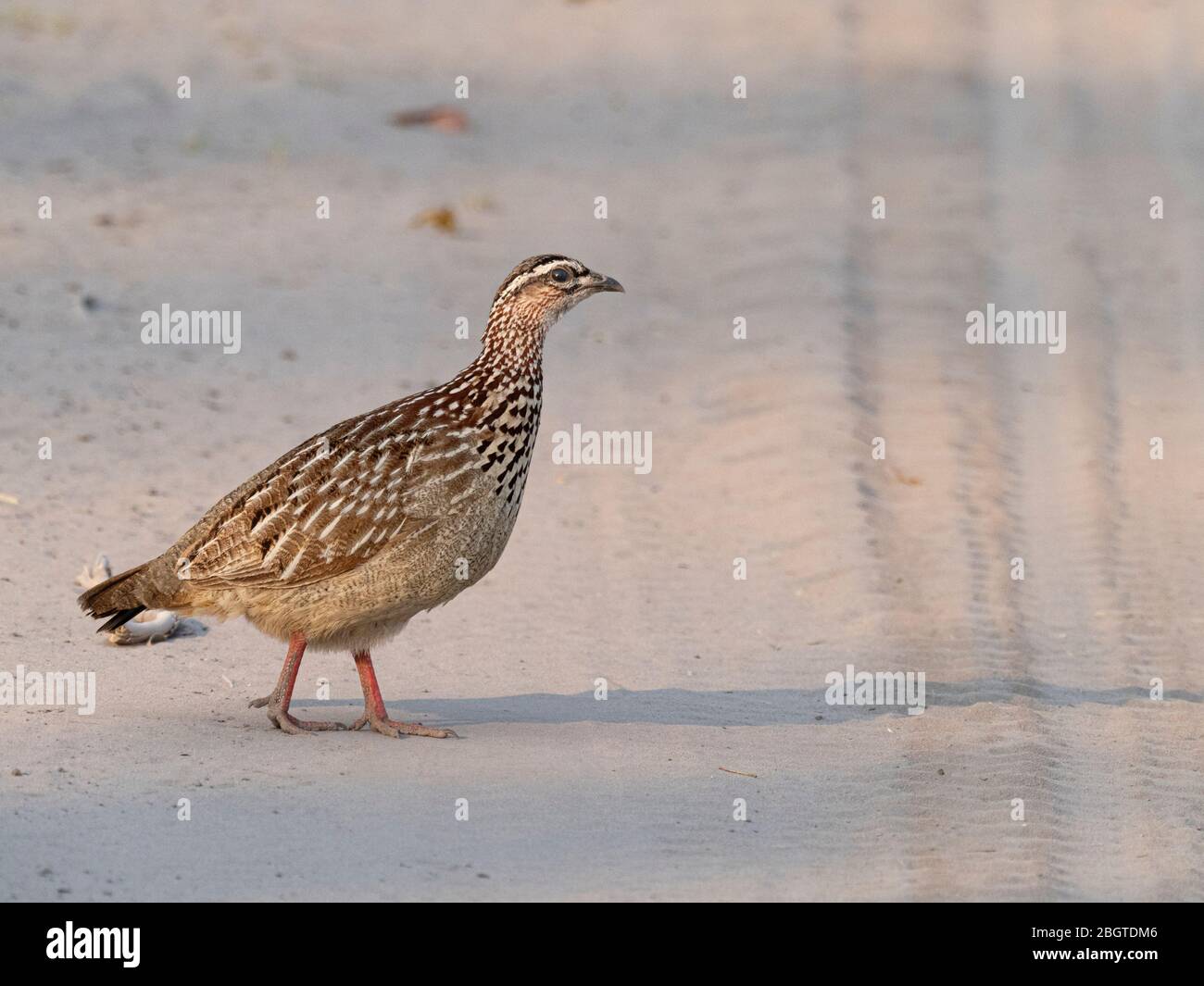 Une spurfowl adulte, Dendroperdix sephaena, dans le parc national de Chobe, au Botswana, en Afrique du Sud. Banque D'Images