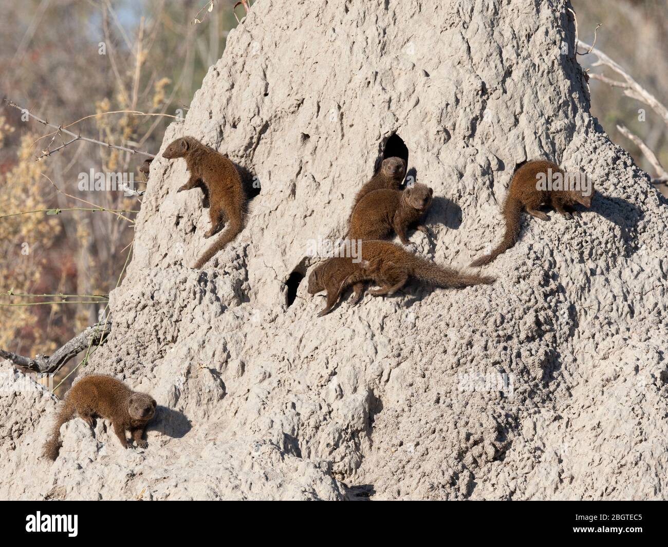 La mounoie naine, Helogale parvula, se trouve à l'intérieur d'un termite dans le delta de l'Okavango, au Botswana, en Afrique du Sud. Banque D'Images