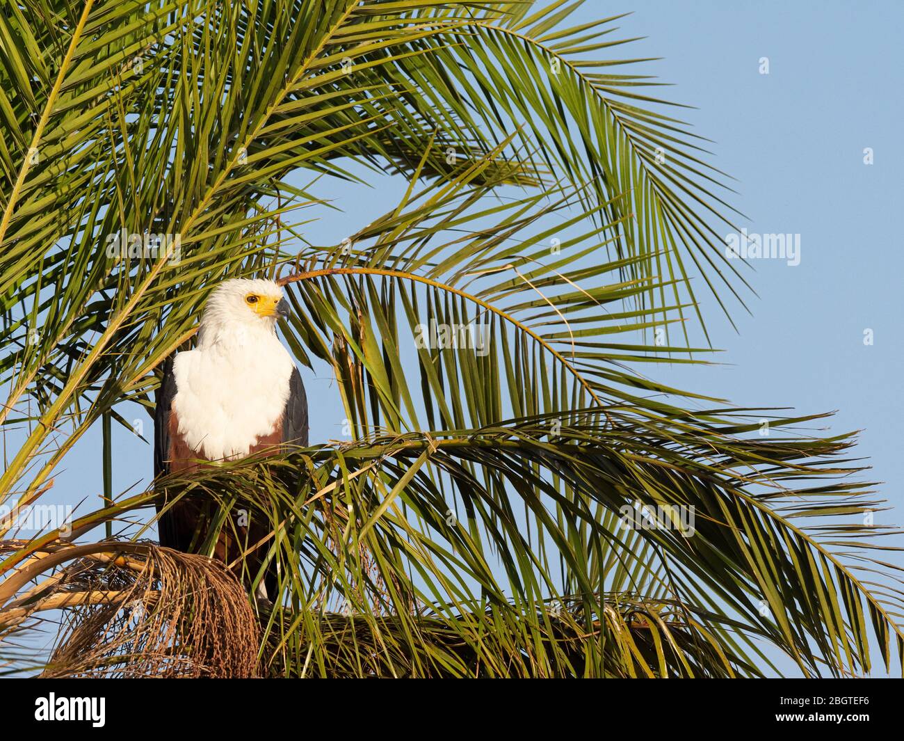 Un aigle-poisson africain adulte, Haliaetus, vocifer, dans un palmier du Delta d'Okavango, Botswana, Afrique du Sud. Banque D'Images