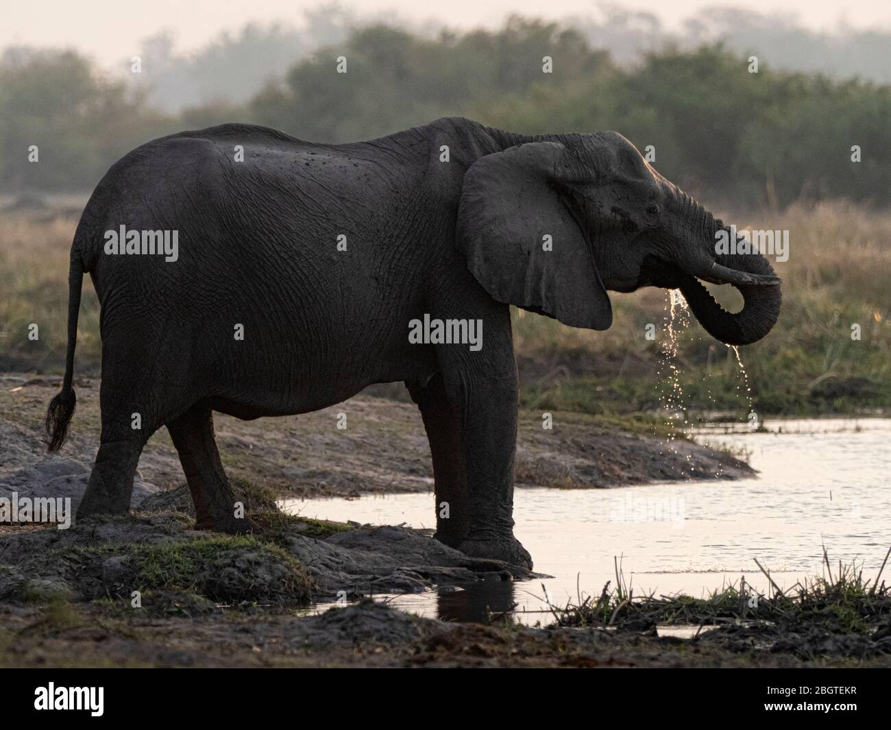 Un éléphant d'Afrique adulte, Loxodonta africana, eau potable dans le parc national de Chobe, Botswana, Afrique du Sud. Banque D'Images