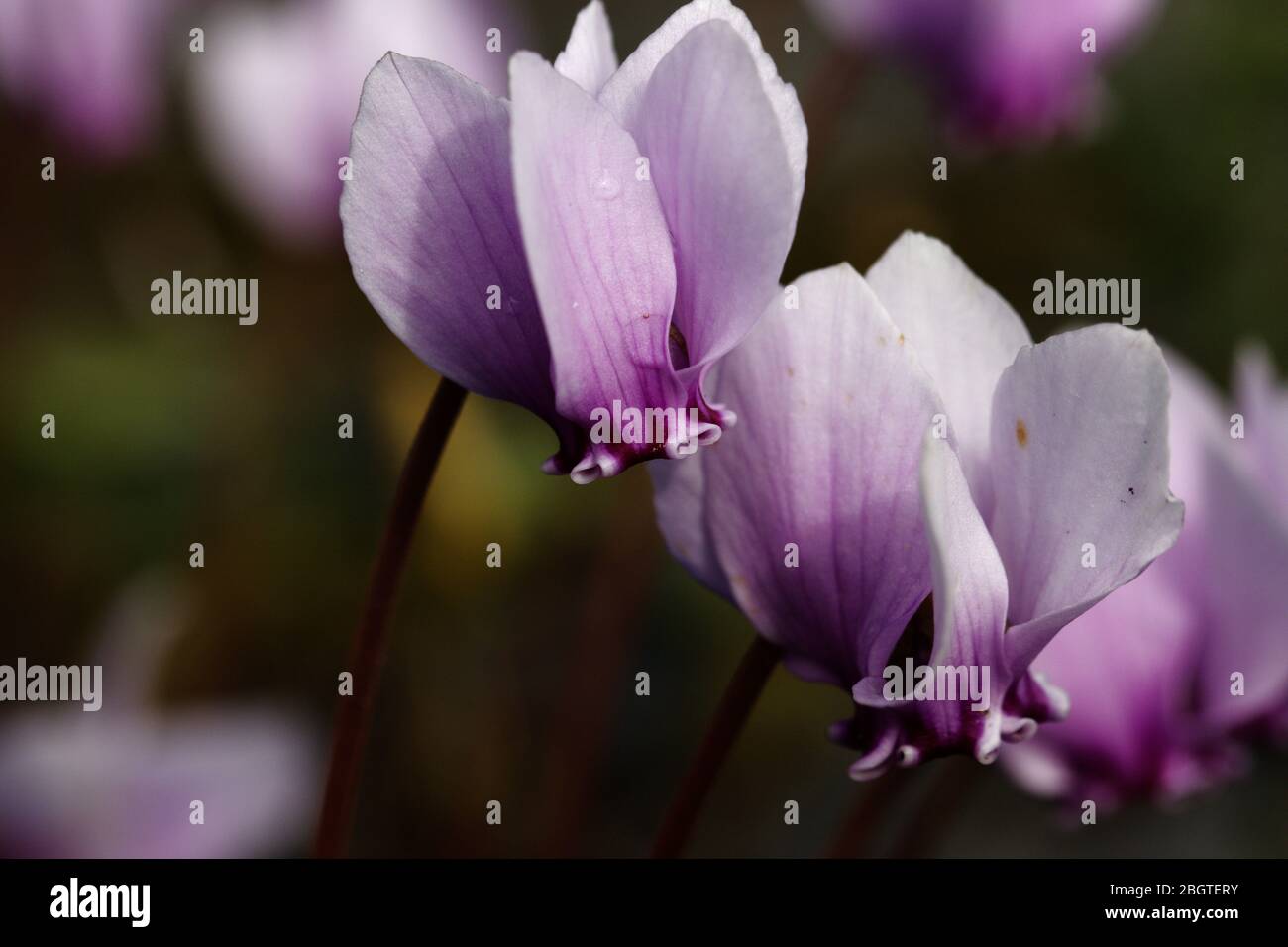 Les fleurs fleuissent de la fin de l'été à l'automne et ont 5 pétales, généralement roses, violettes ou blanches avec un marquage en V magenta strié sur le nez. Banque D'Images