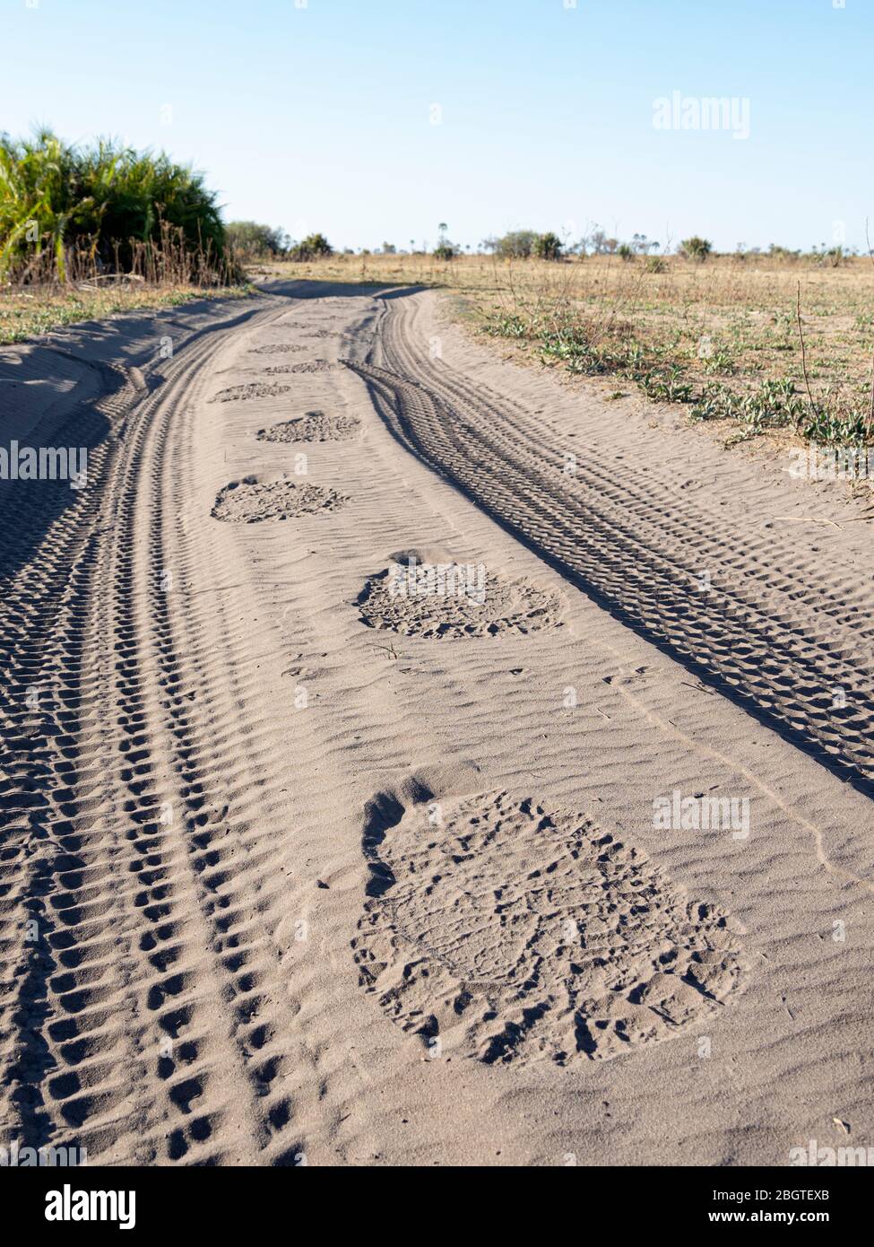 L'éléphant d'Afrique adulte Loxodonta africana, suit des traces dans le sable du Delta d'Okavango, au Botswana. Banque D'Images