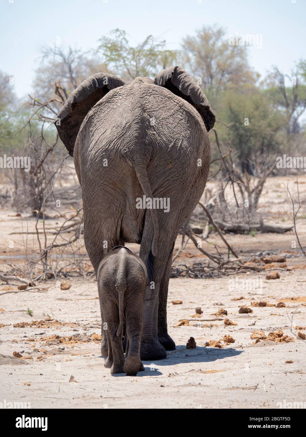 Mère et éléphant d'Afrique du veau, Loxodonta africana, dans le Delta d'Okavango, Botswana, Afrique du Sud. Banque D'Images