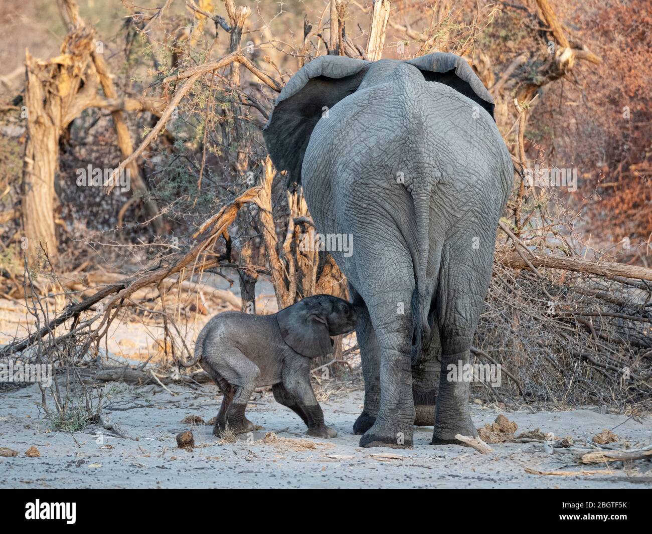 Mère et éléphant d'Afrique du veau, Loxodonta africana, allaitant dans un trou d'arrosage dans le Delta d'Okavango, Botswana, Afrique du Sud. Banque D'Images