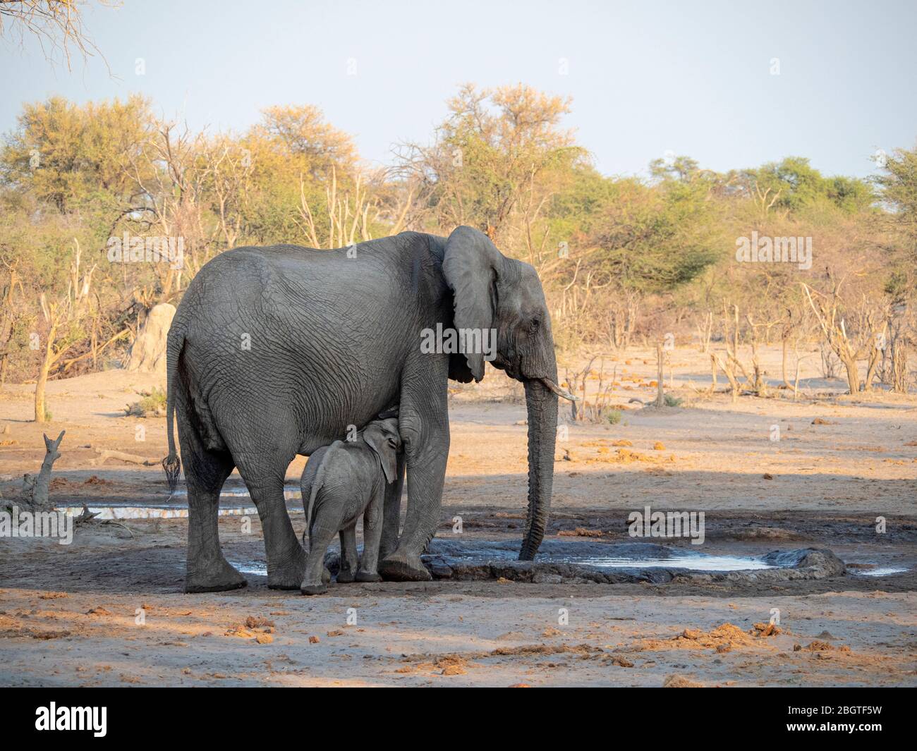 Mère et éléphant d'Afrique du veau, Loxodonta africana, allaitant dans un trou d'arrosage dans le Delta d'Okavango, Botswana, Afrique du Sud. Banque D'Images