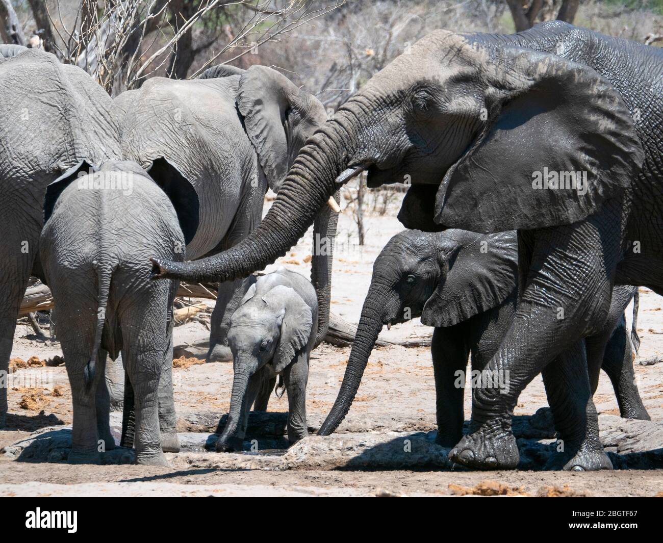 Éléphants d'Afrique, Loxodonta africana, boit de troupeau dans un trou d'arrosage dans le Delta d'Okavango, Botswana, Afrique du Sud. Banque D'Images