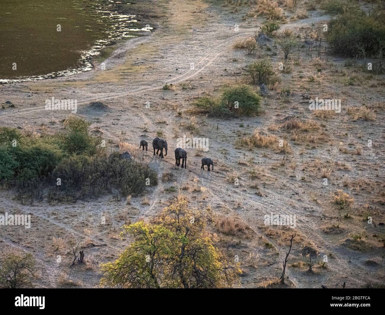 Vue aérienne des éléphants d'Afrique, Loxodonta africana, dans le delta de l'Okavango, au Botswana, en Afrique du Sud. Banque D'Images