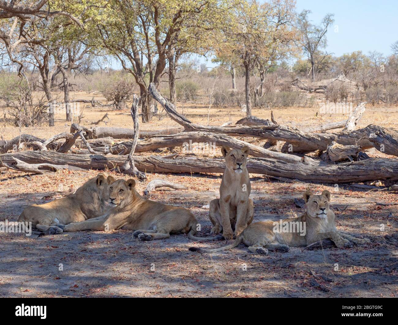 Fierté des lions, Panthera leo, se reposant à l'ombre dans le parc national de Chobe, Botswana, Afrique du Sud. Banque D'Images