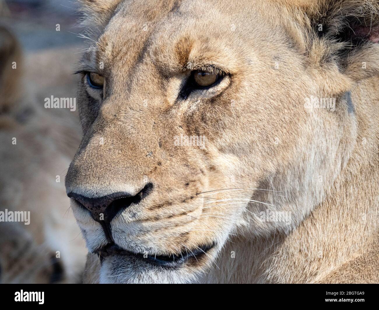 Une lioness adulte, Panthera leo, en tête de détail dans le parc national de Chobe, Botswana, Afrique du Sud. Banque D'Images