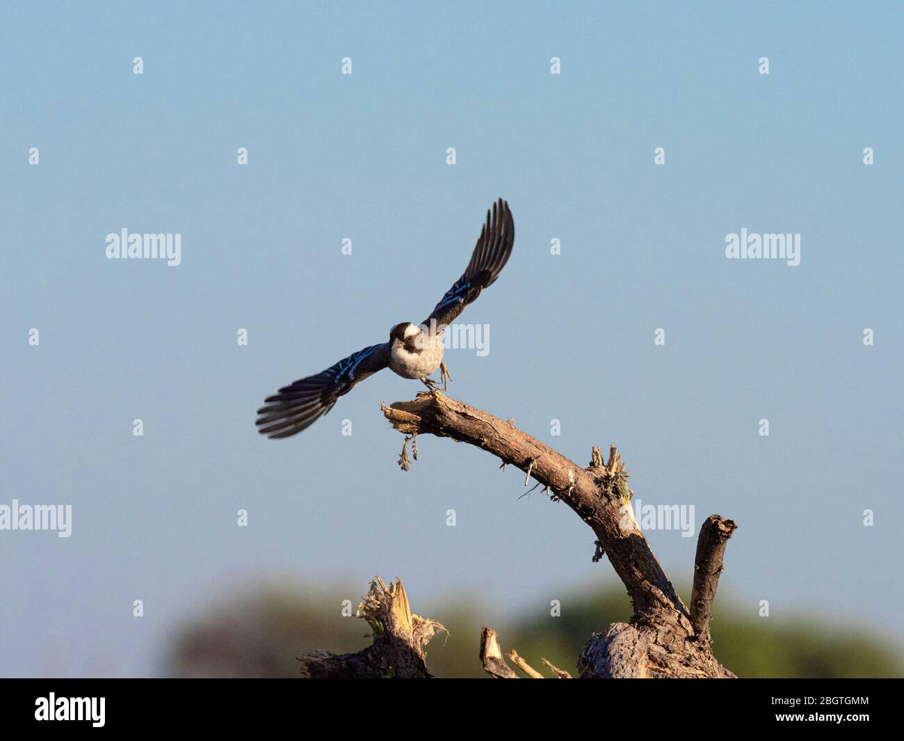 Adulte à navigateur blanc sparrow-weaver, Plocepasser mahali, envolez-vous dans le Delta d'Okavango, Botswana, Afrique du Sud. Banque D'Images