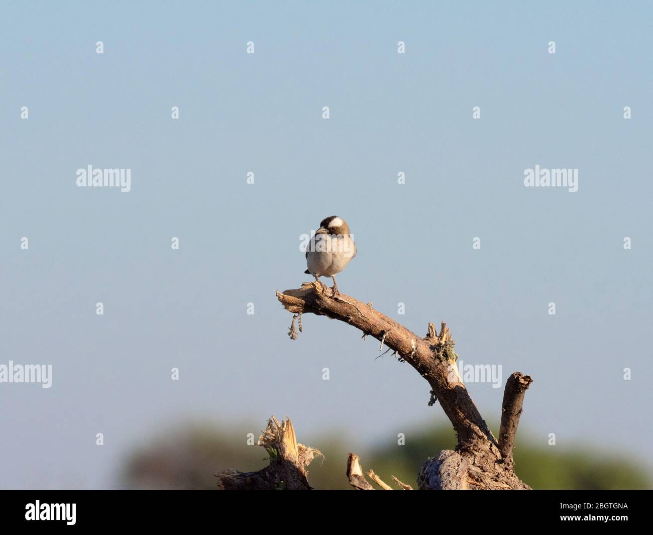 Jeunes tisserand à sauterelles blanches, Plocepasser mahali, dans le parc national de Chobe, au Botswana, en Afrique du Sud. Banque D'Images