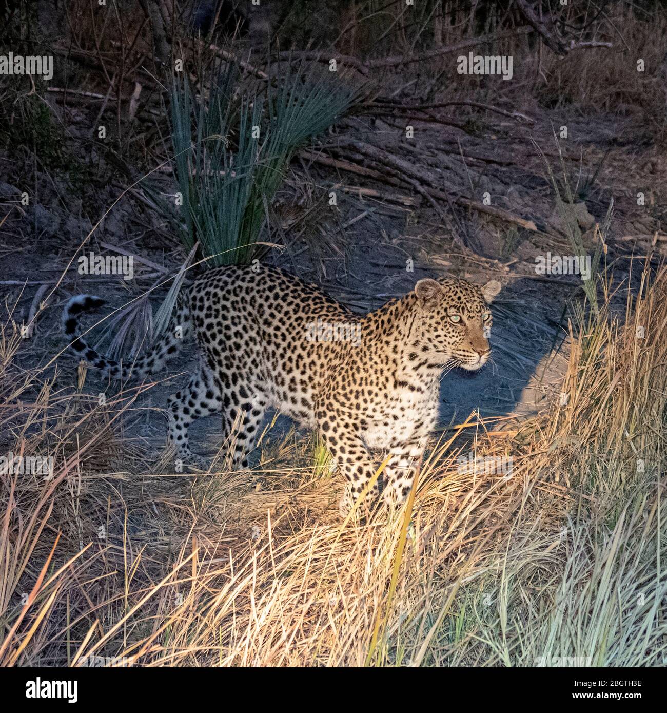Un léopard adulte, Panthera pardus, la nuit dans le Delta d'Okavango, au Botswana, en Afrique du Sud. Banque D'Images