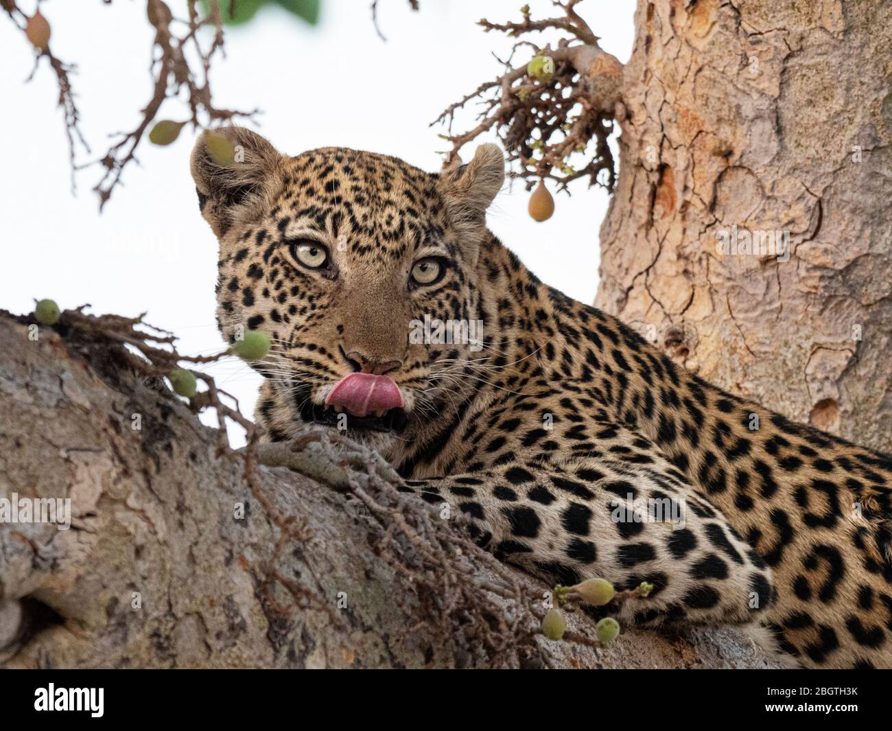 Un léopard adulte, Panthera pardus, reposant dans un arbre du Delta d'Okavango, Botswana, Afrique du Sud. Banque D'Images