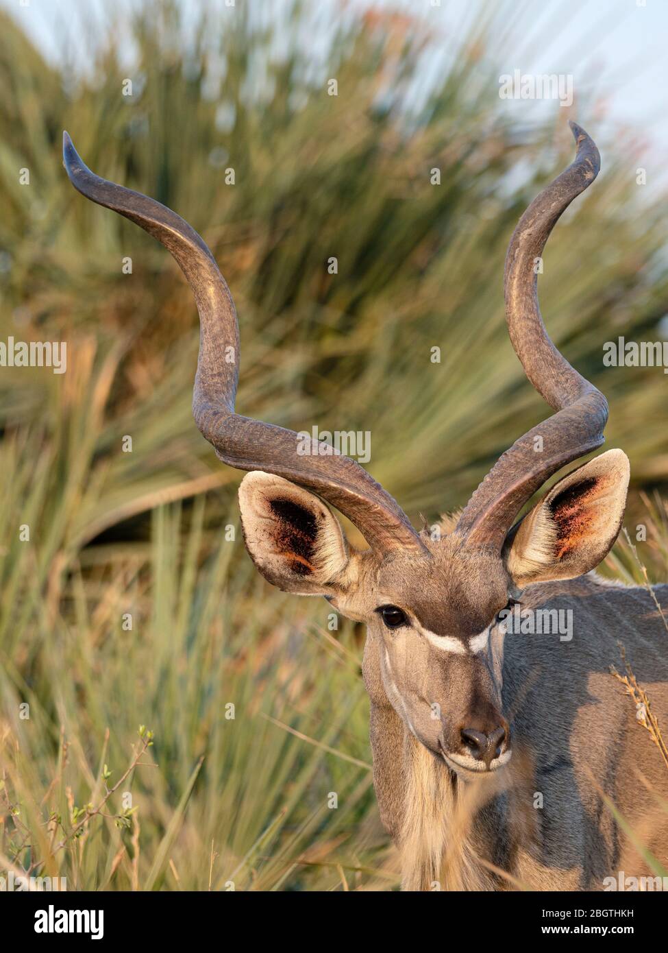 Homme adulte grand kudu, Tragelaphus strepsiceros, dans le Delta d'Okavango, Botswana, Afrique du Sud. Banque D'Images