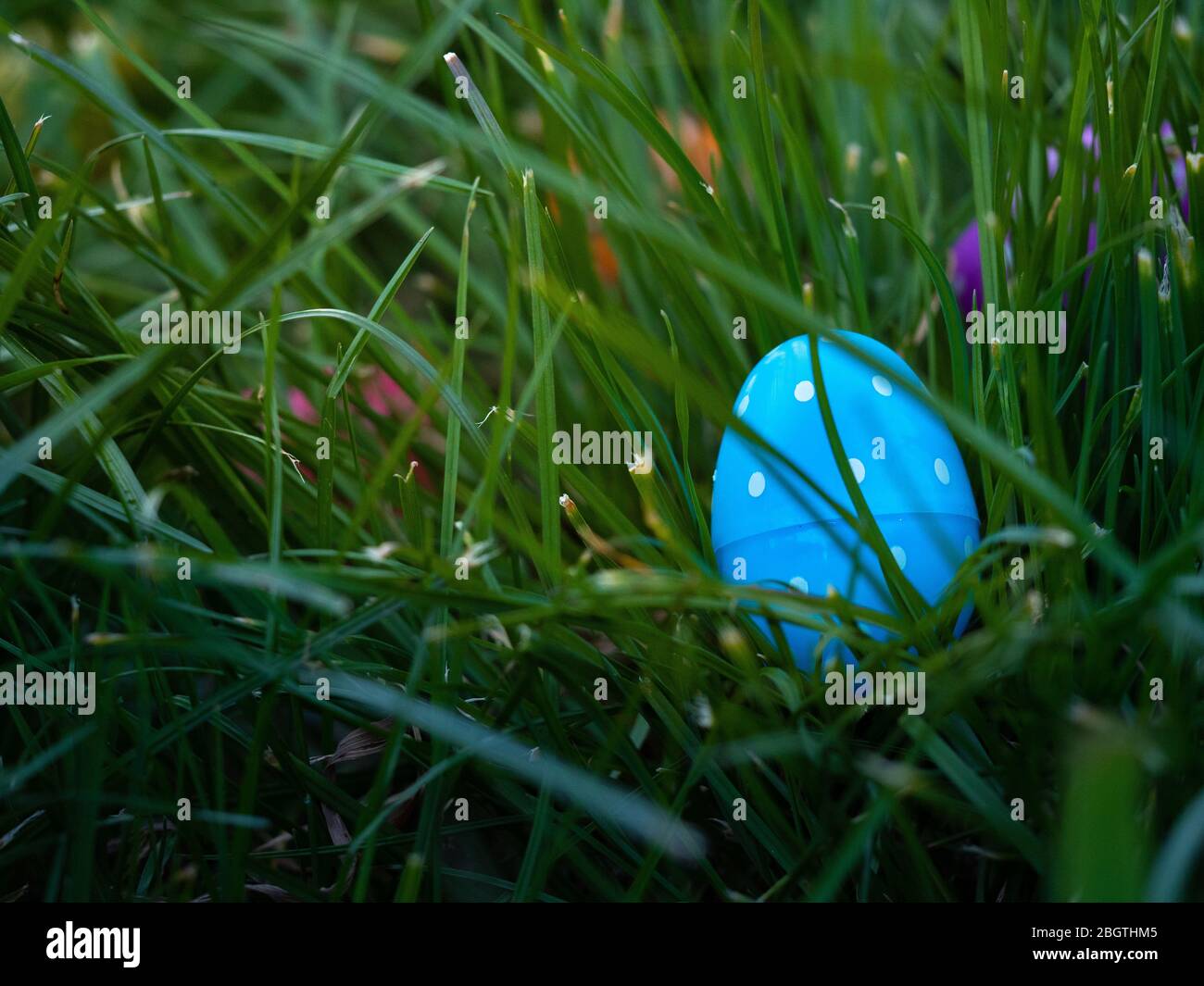 La polka bleue a parsemé l'œuf de pâques dans l'herbe devant d'autres œufs de couleur Banque D'Images