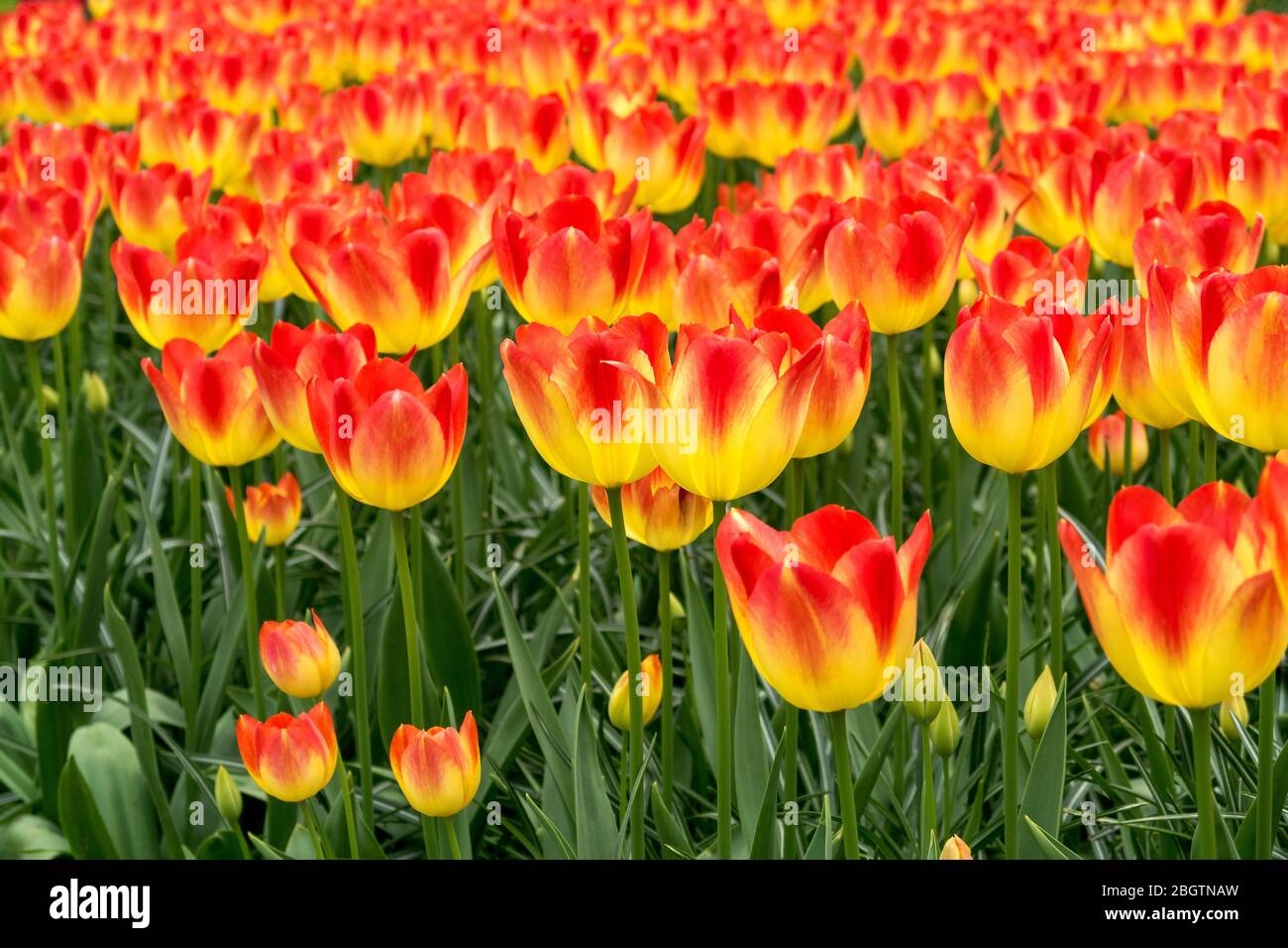 Tulipes dans les jardins de Keukenhof, Pays-Bas Banque D'Images