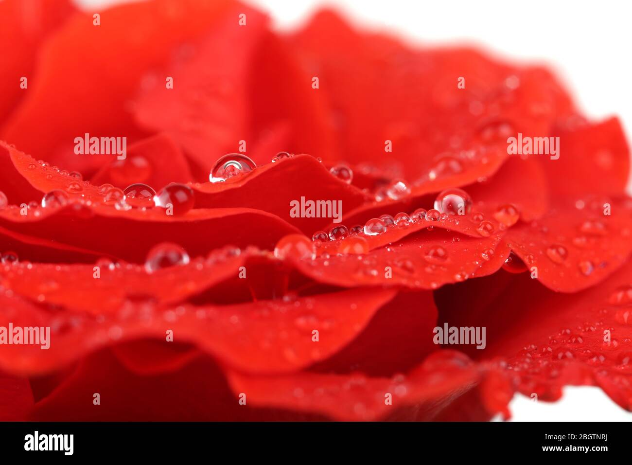 Gouttes d'eau sur pétales de rose, gros plan Banque D'Images