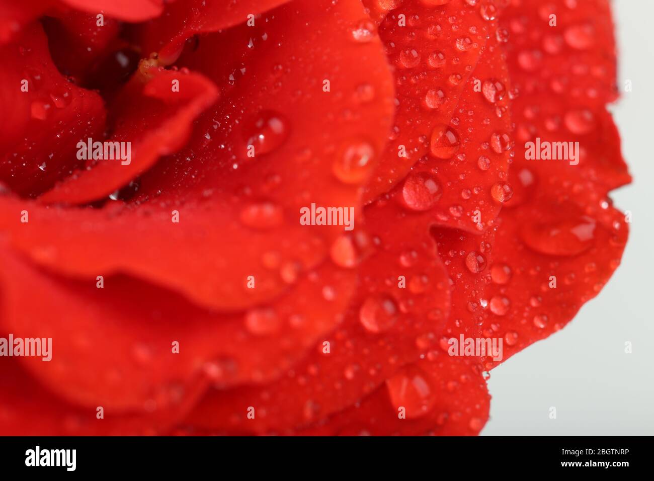 Gouttes d'eau sur pétales de rose, gros plan Banque D'Images