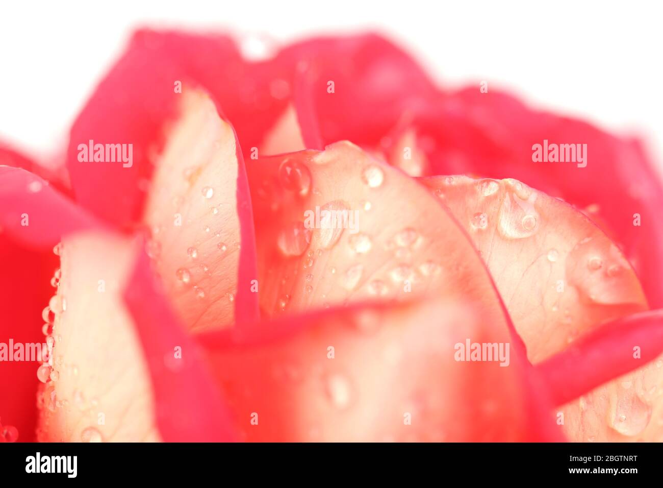 Gouttes d'eau sur pétales de rose, gros plan Banque D'Images