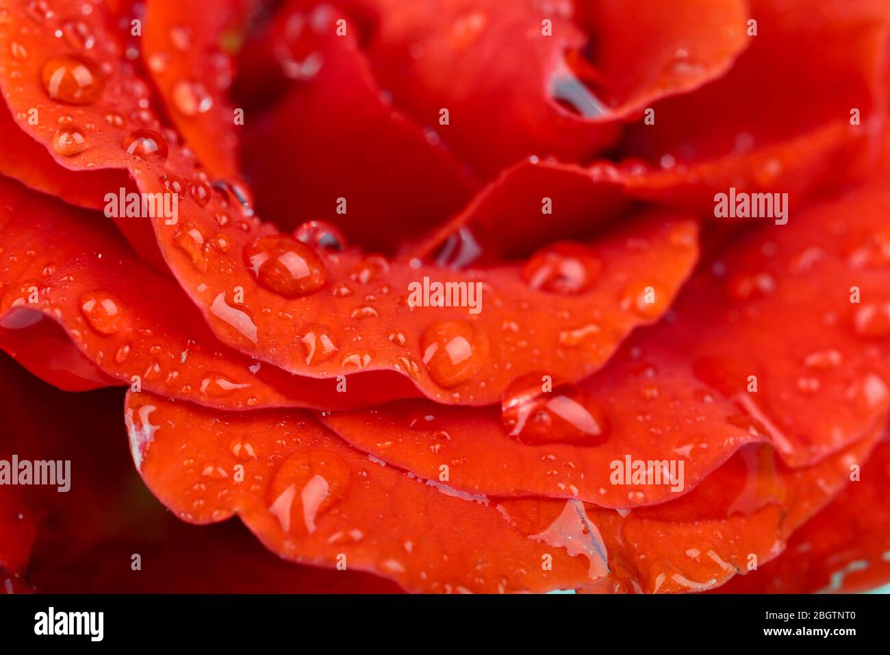Gouttes d'eau sur pétales de rose, gros plan Banque D'Images